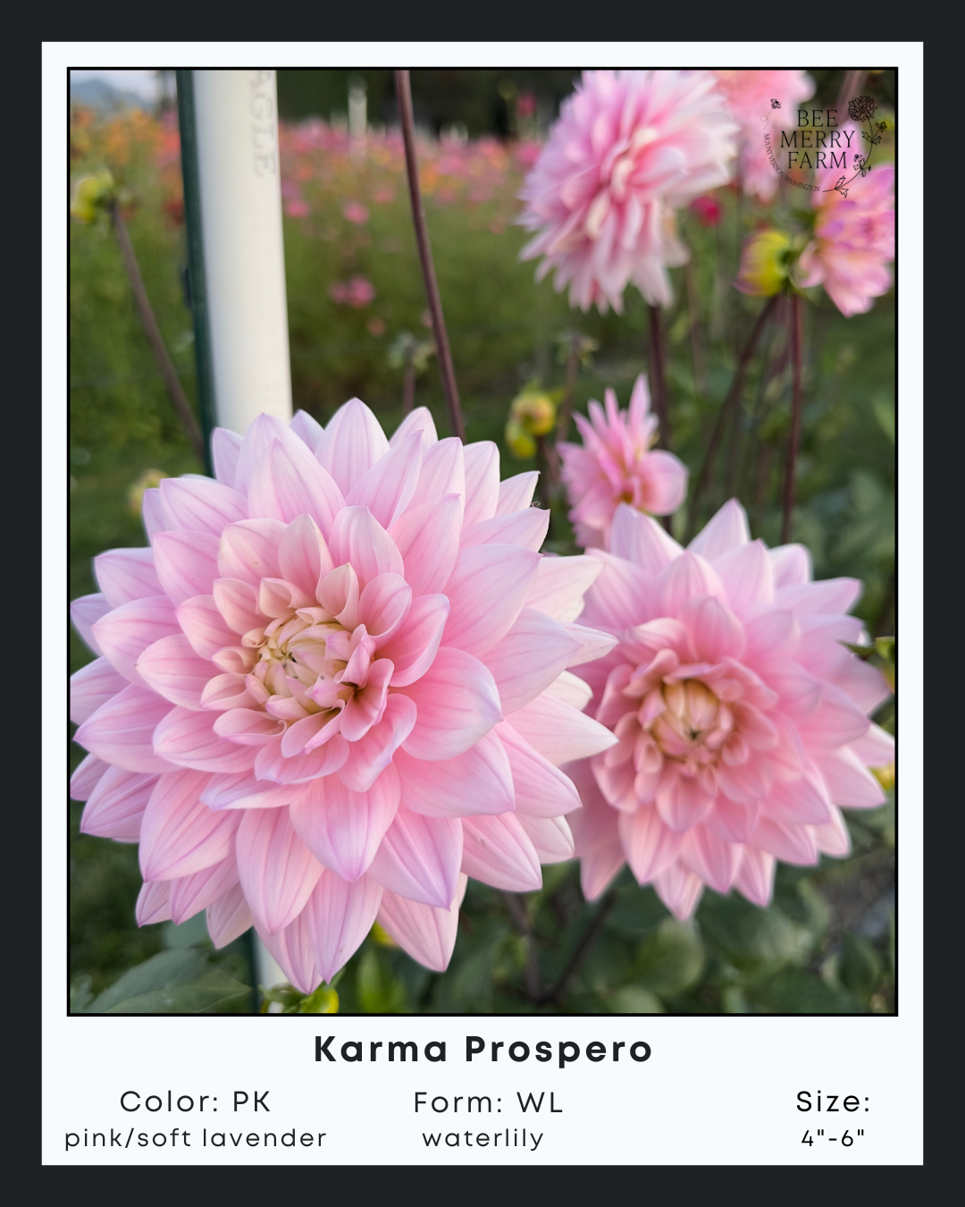 Karma Prospero-2.png