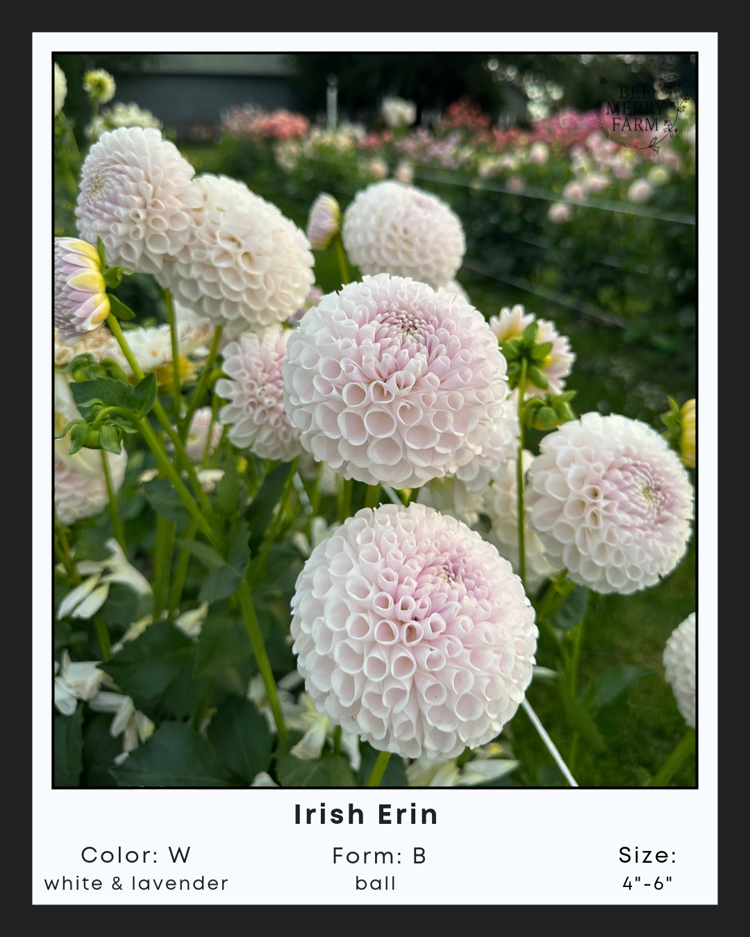 Irish Erin.png