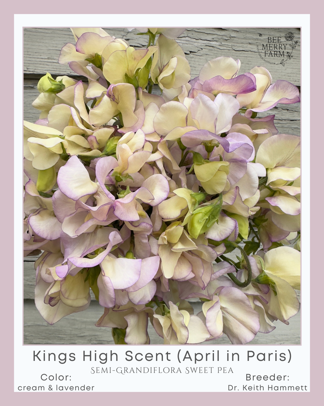 Kings High Scent-1.png