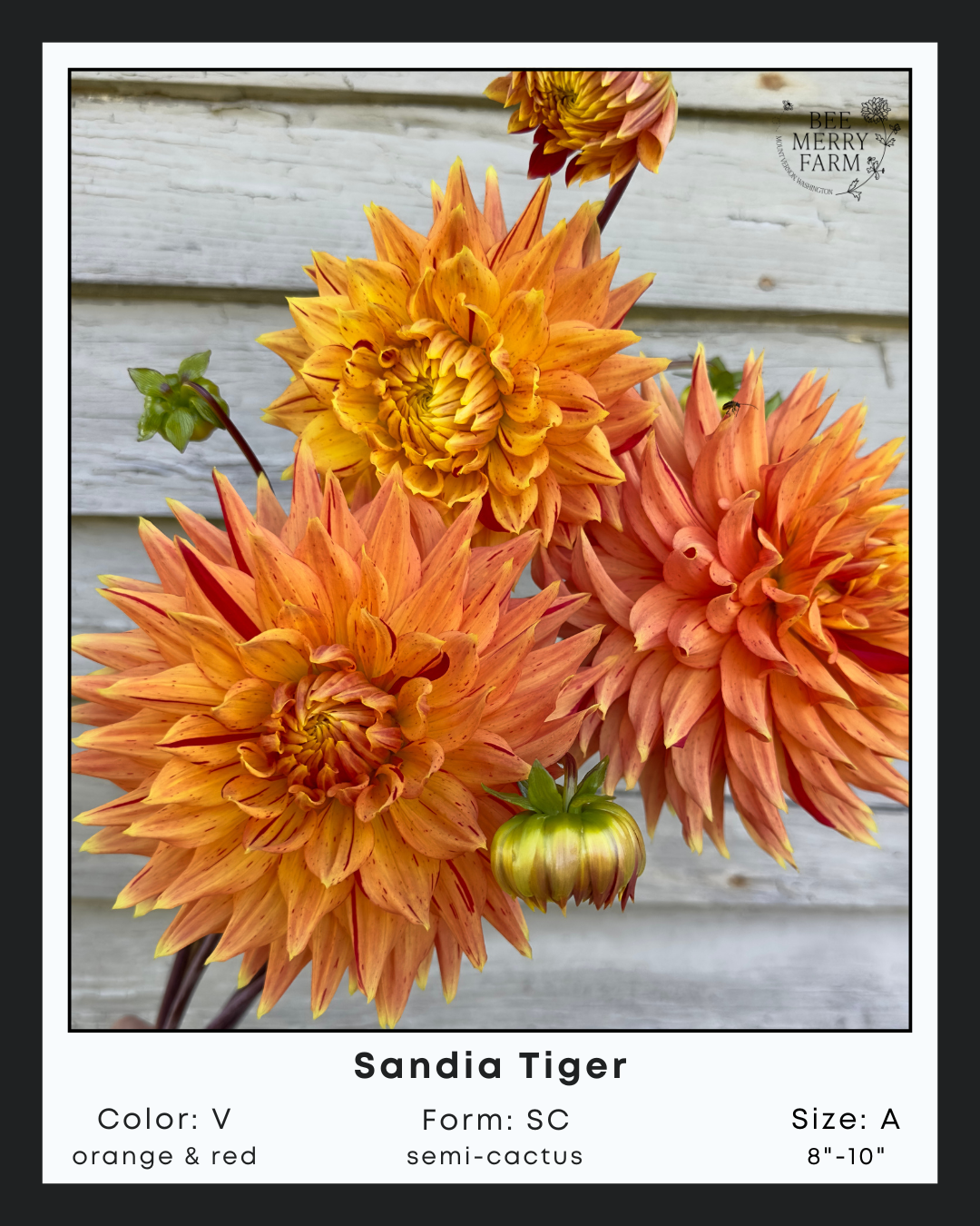 Sandia Tiger-2.png