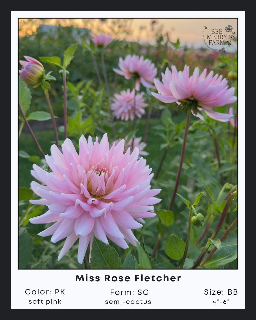 Miss Rose Fletcher-3.png