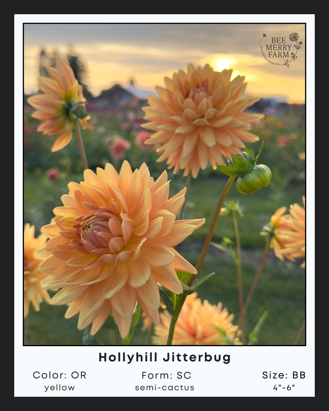 Hollyhill Jitterbug-1.png