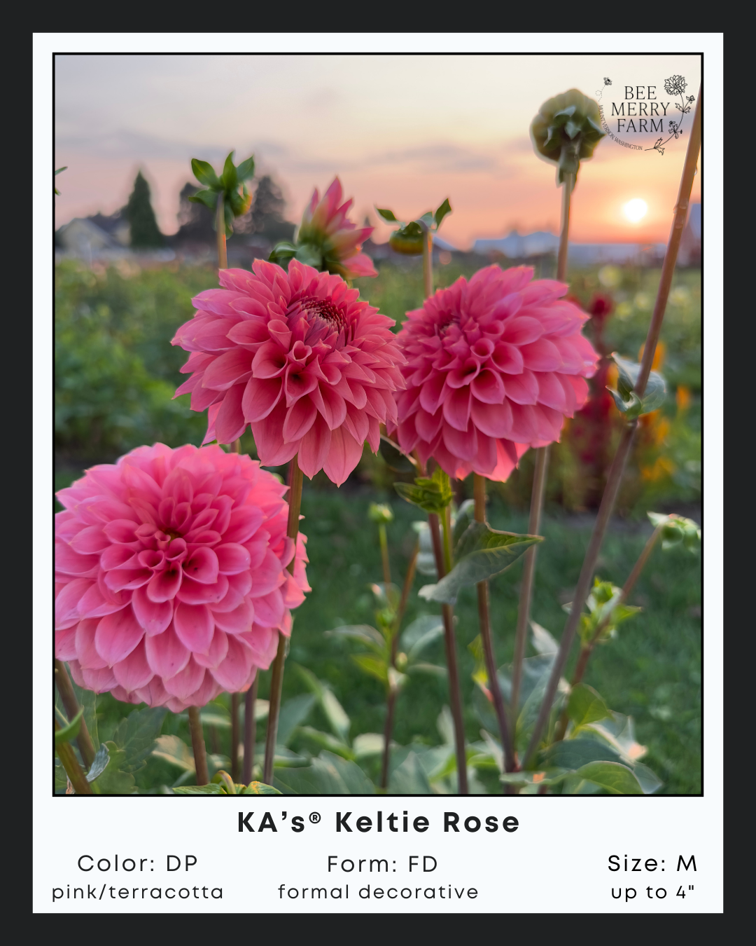 KAs Keltie Rose-1.png