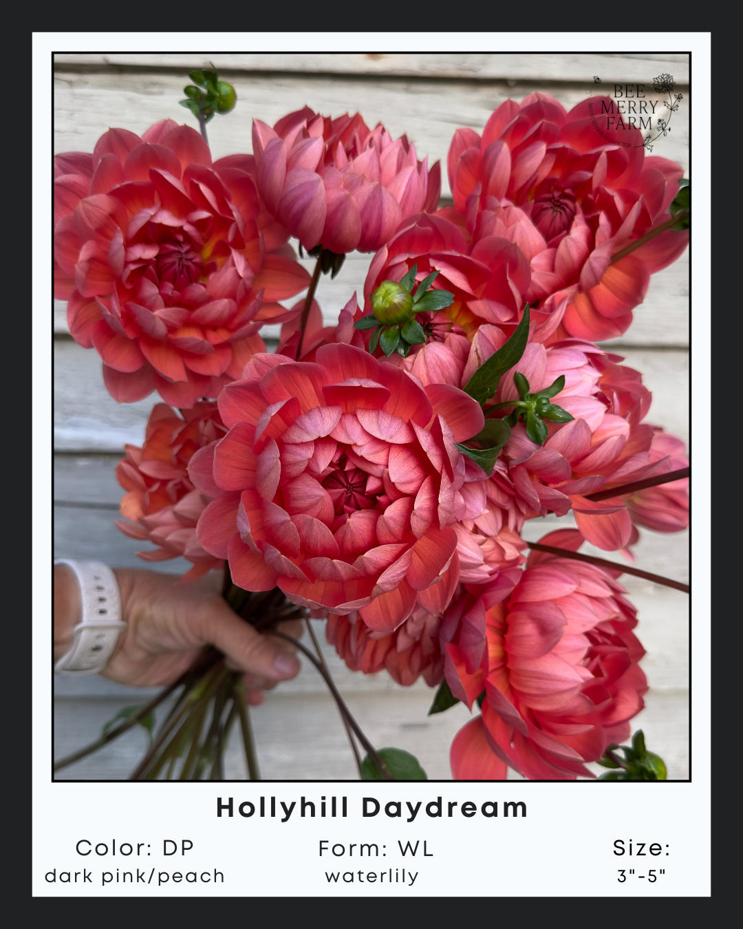 Hollyhill Daydream-1.png