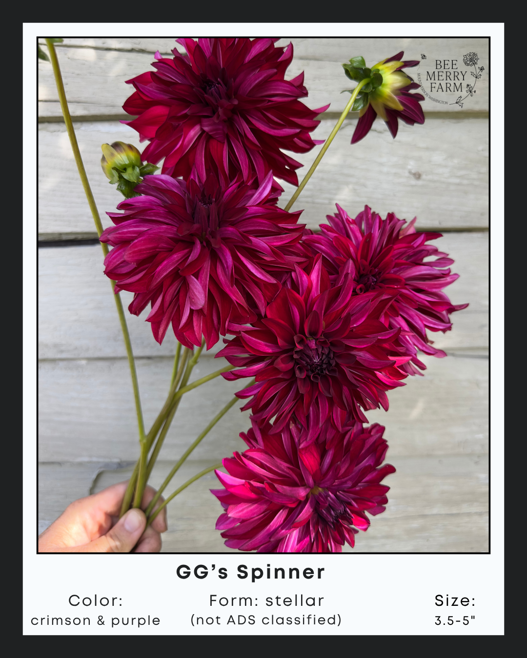 GGs Spinner.png
