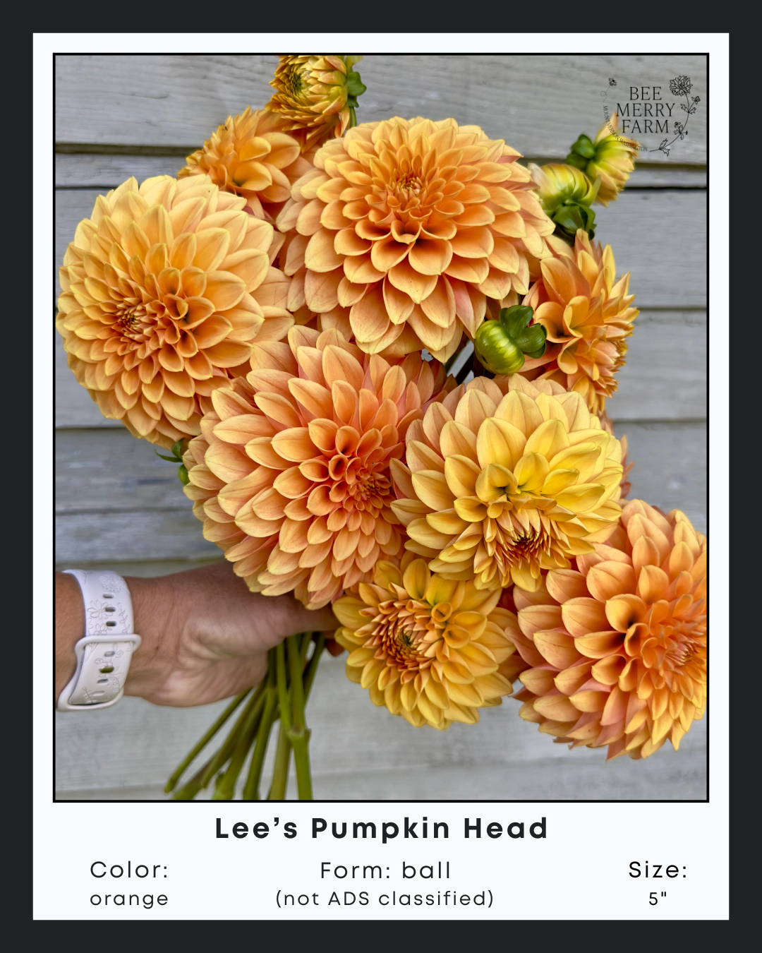 Lees Pumpkin Head-1.png