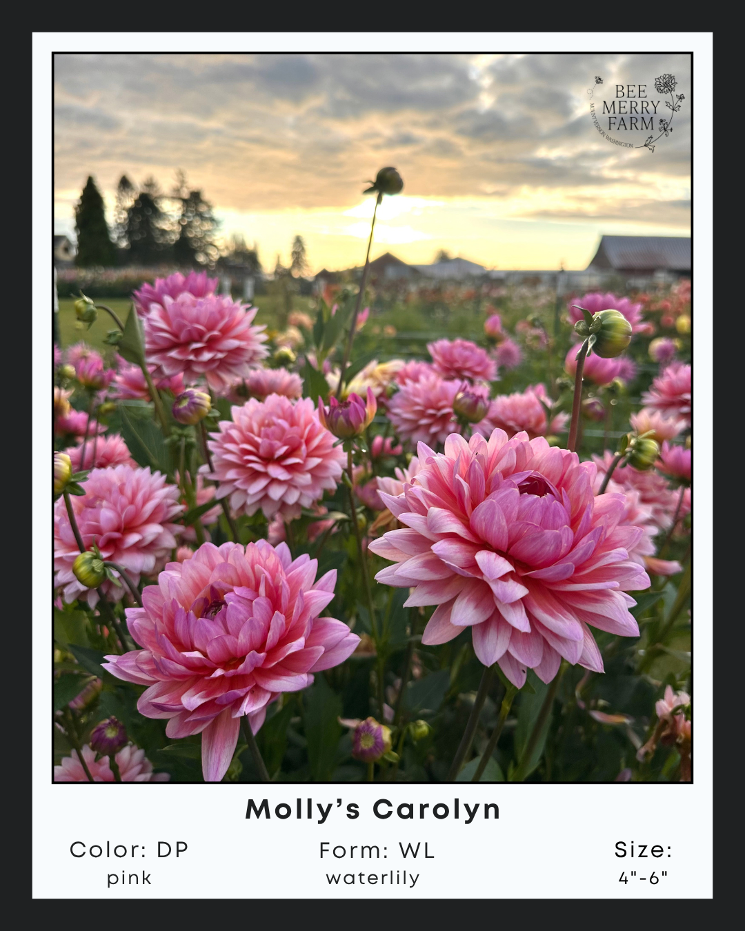 Mollys Carolyn-2.png