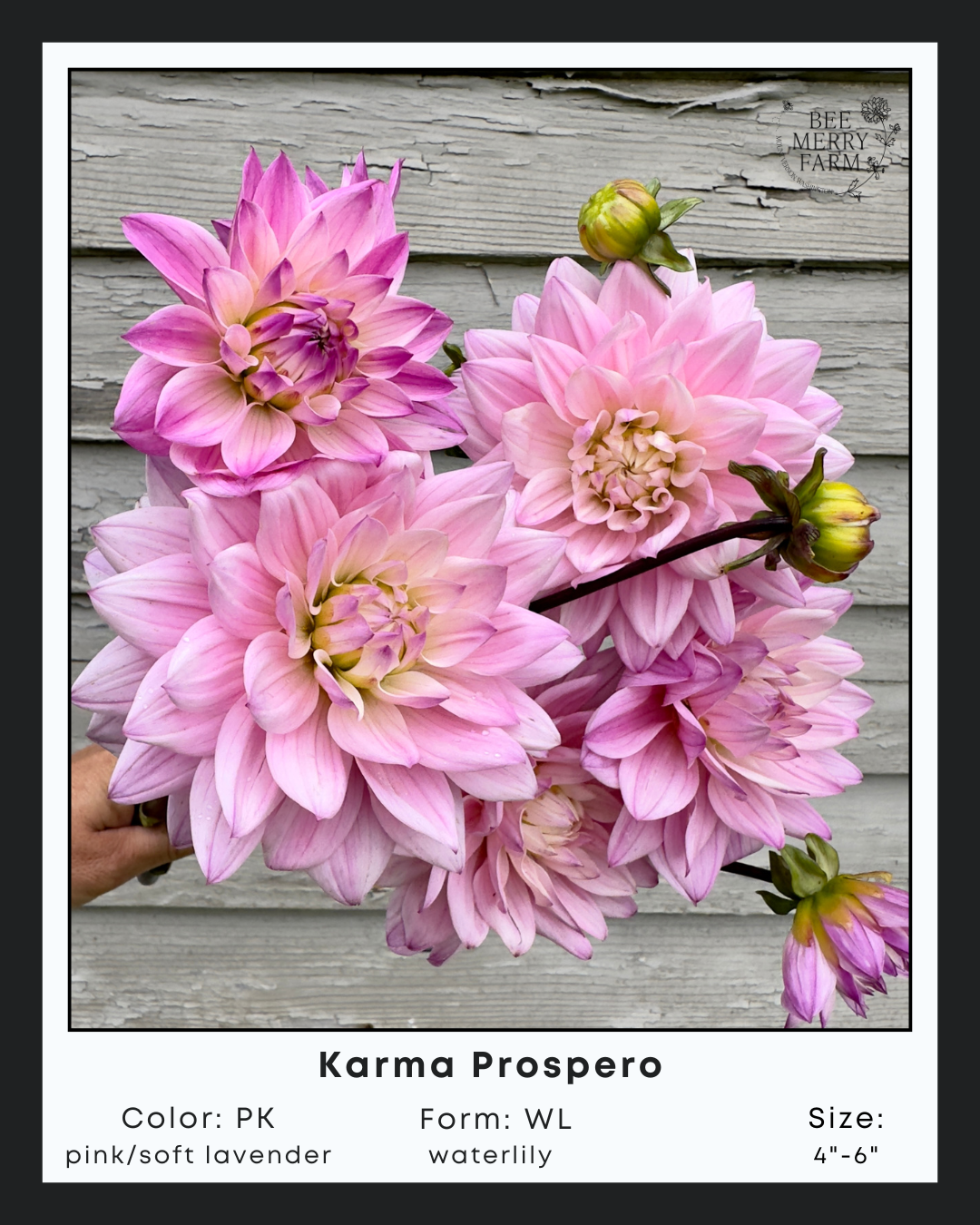 Karma Prospero-1.png