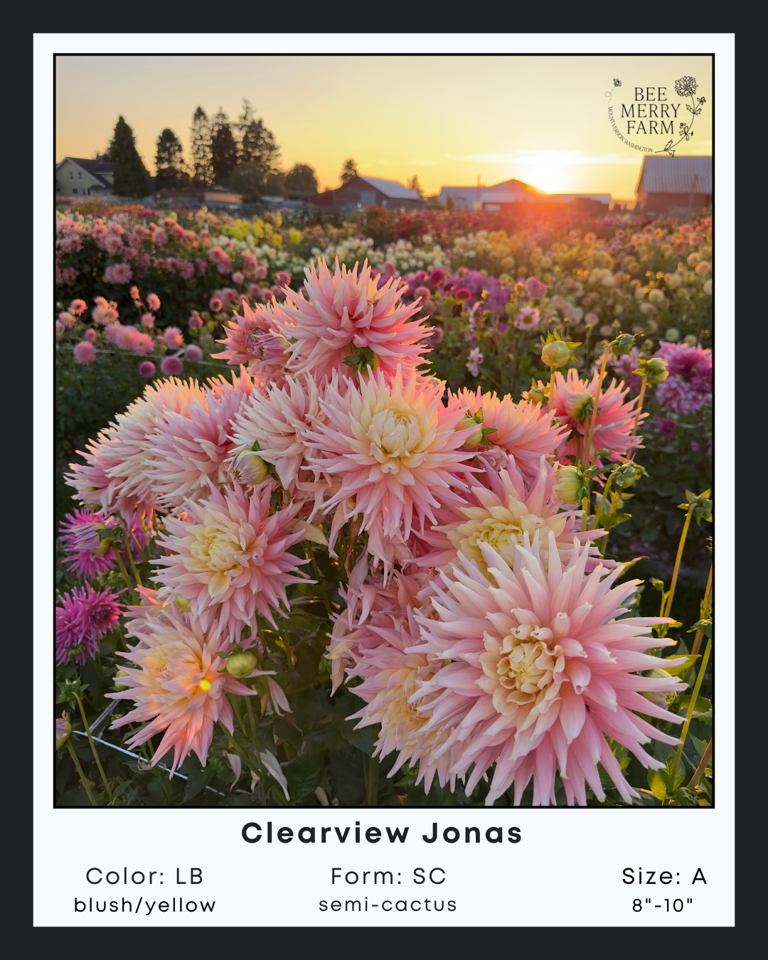 Clearview Jonas-1.png