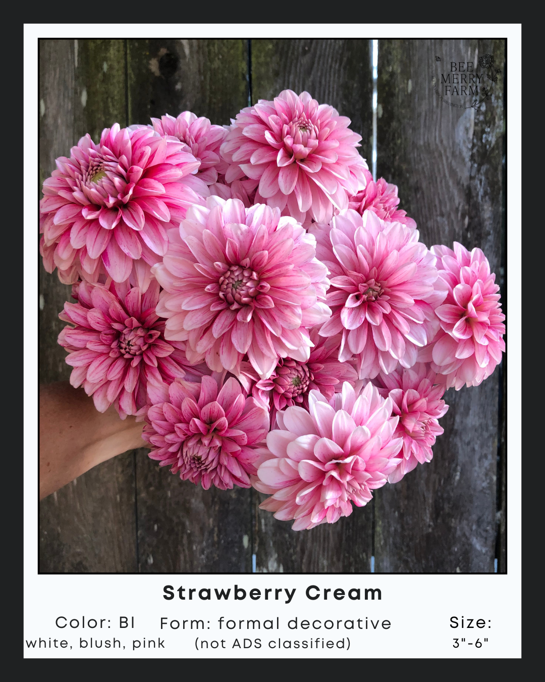 Strawberry Cream-2.png