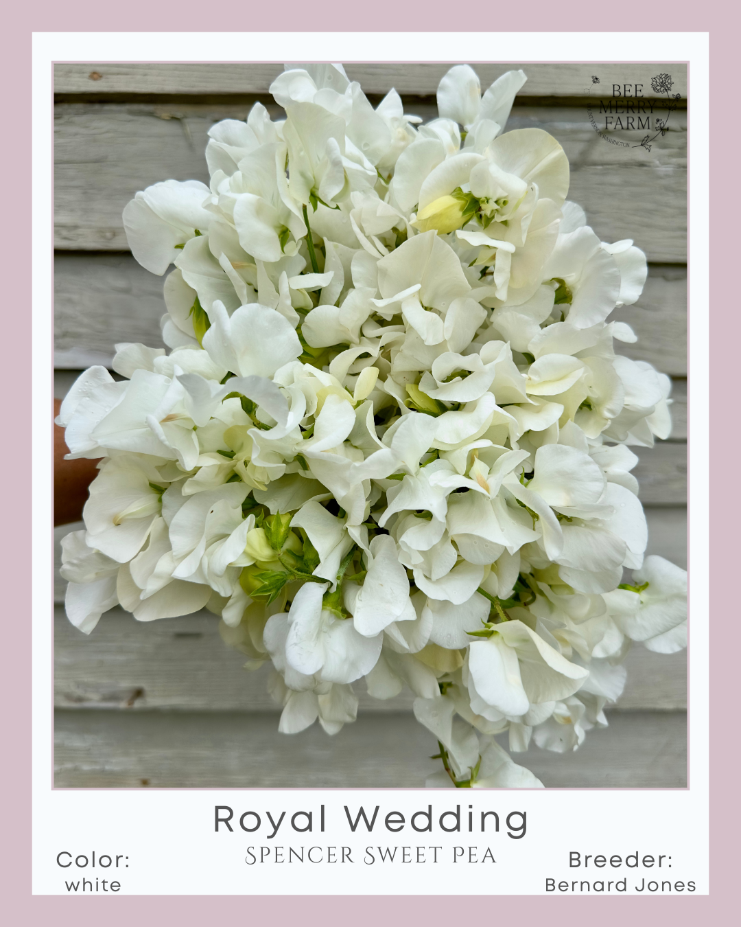 Sweet Pea: Royal Wedding