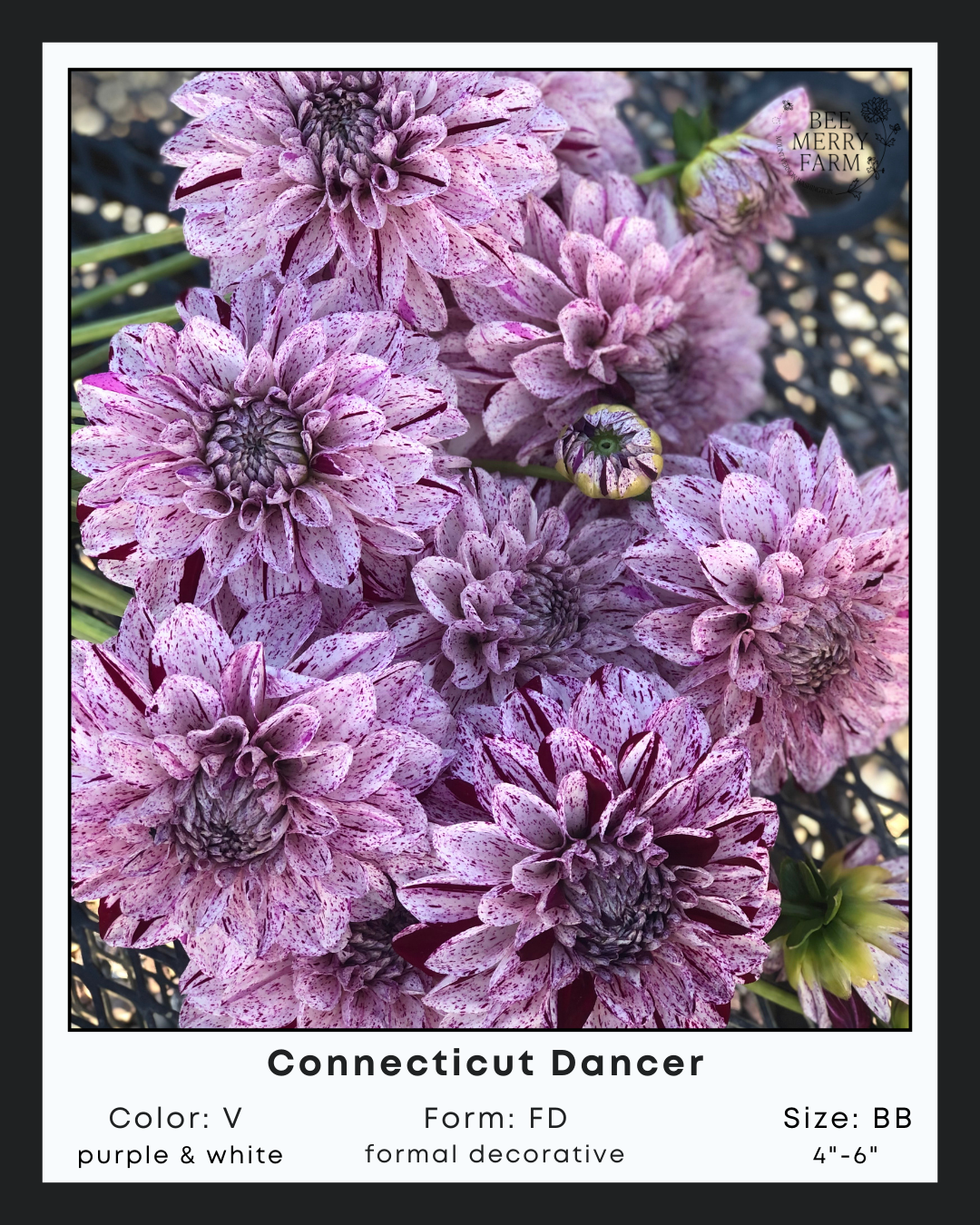 Connecticut Dancer-2.png