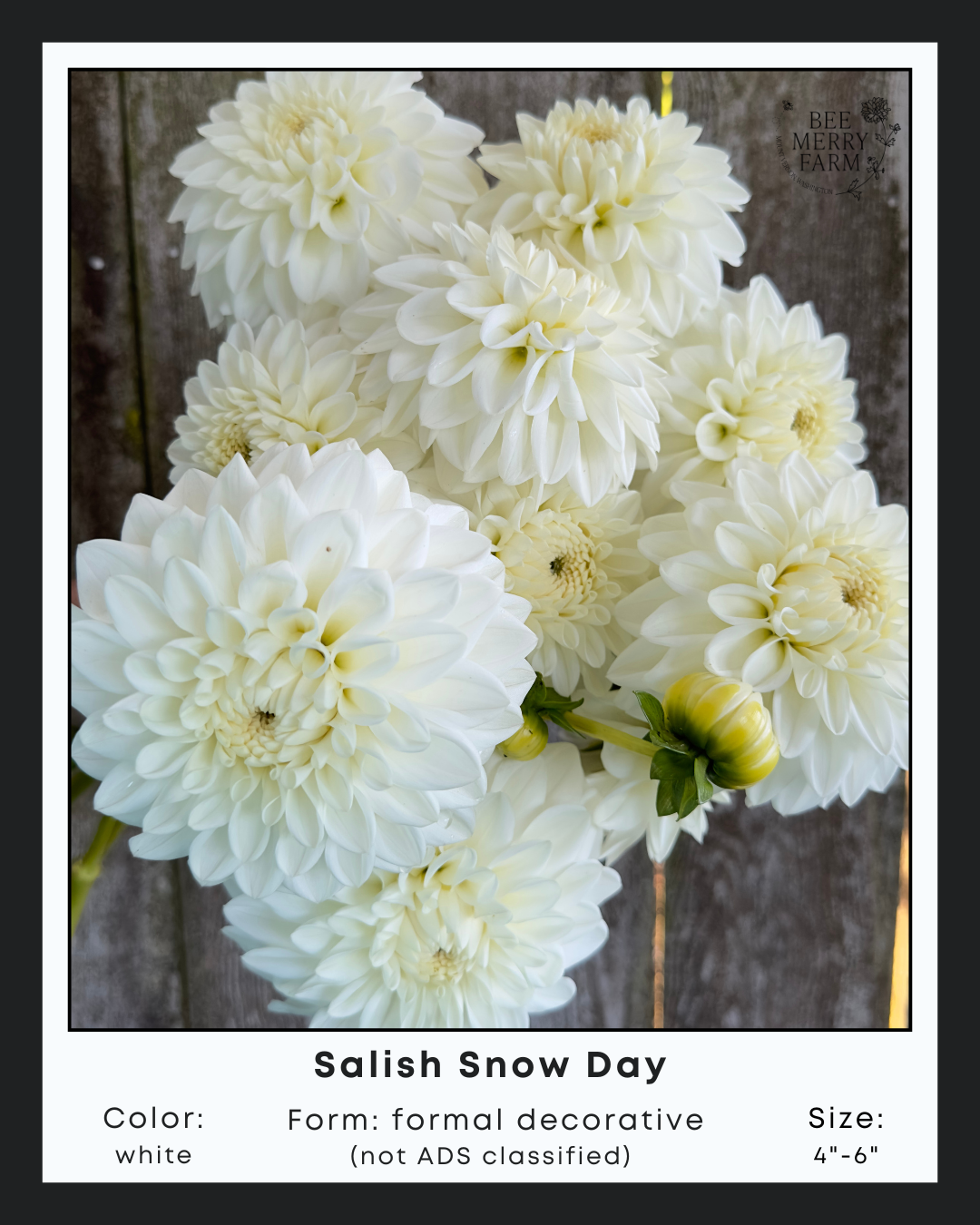 Salish Snow Day-2.png