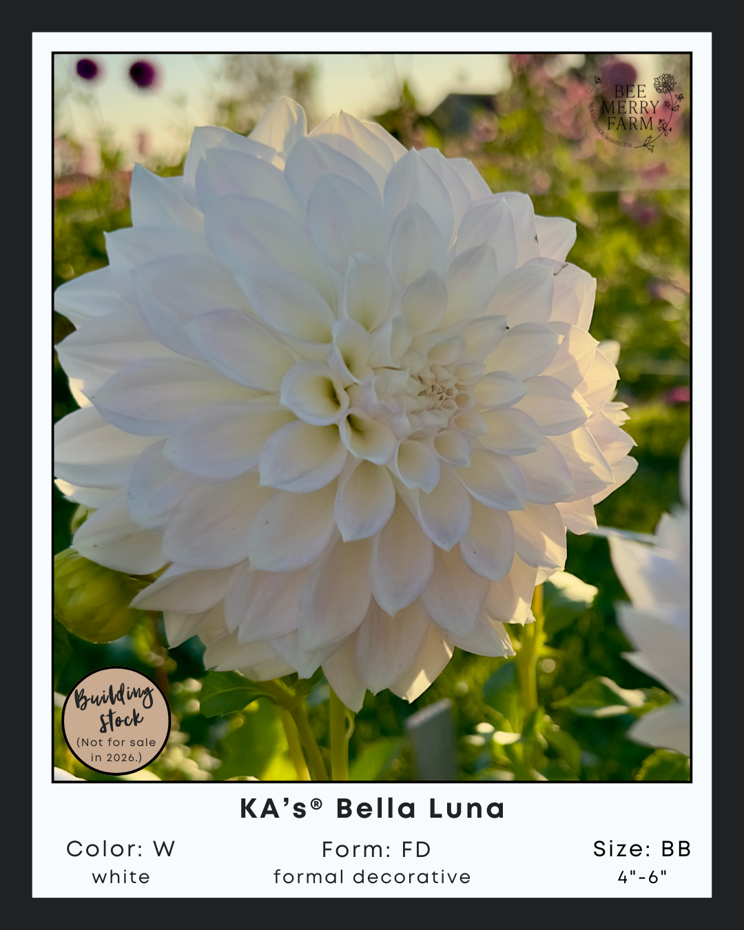 KAs Bella Luna-2.png