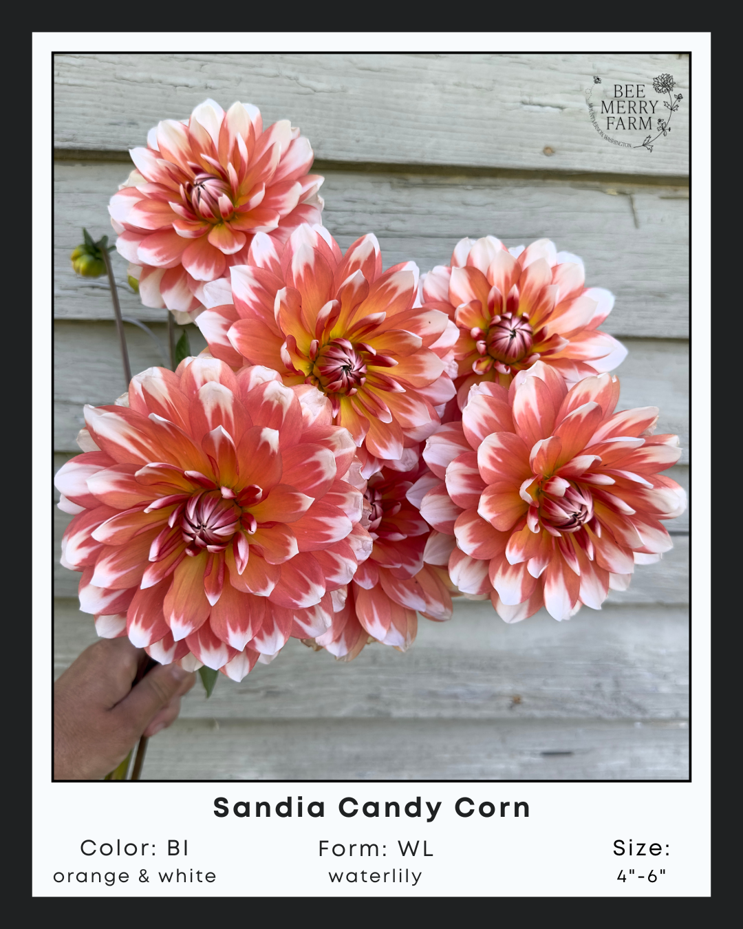 Sandia Candy Corn-1.png