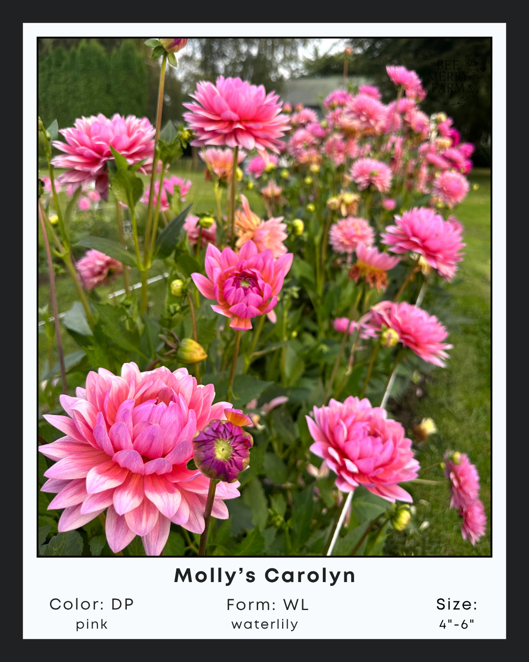 Mollys Carolyn-3.png