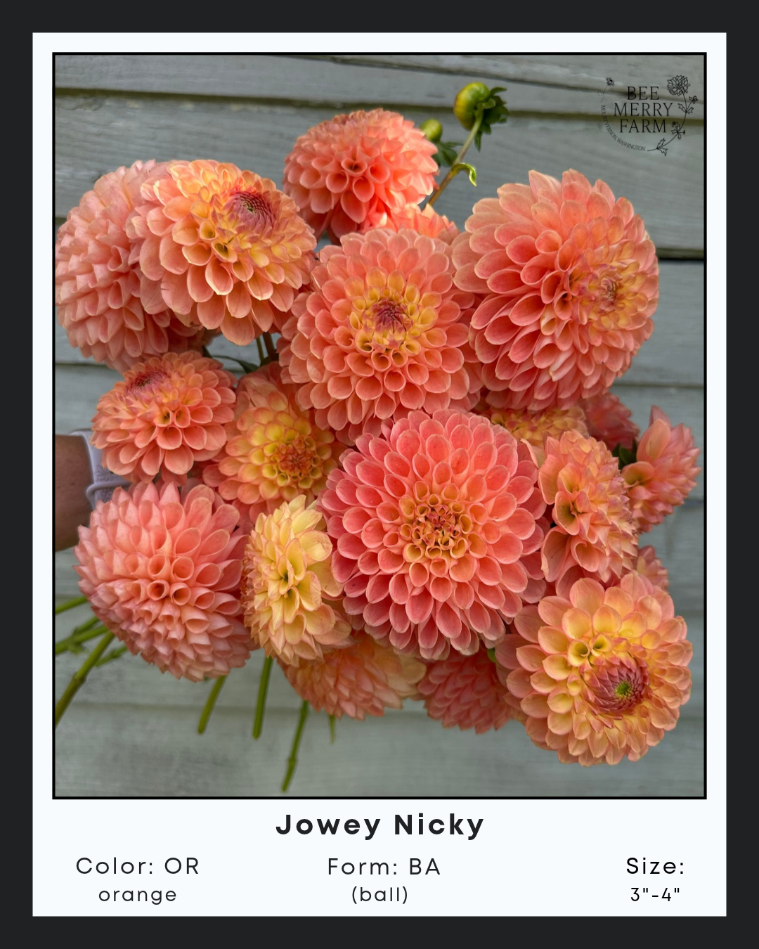 Jowey Nicky