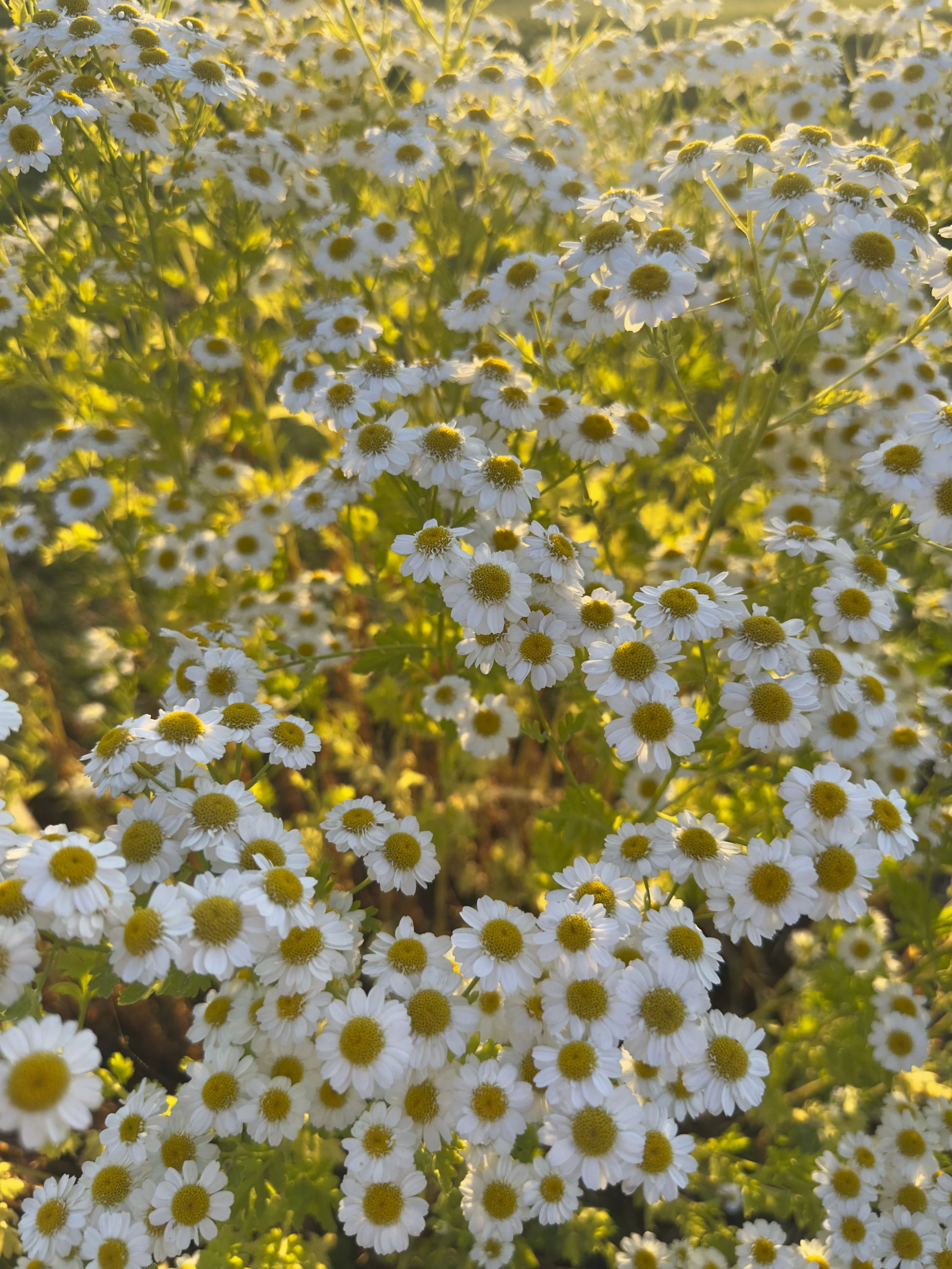 Feverfew.jpg