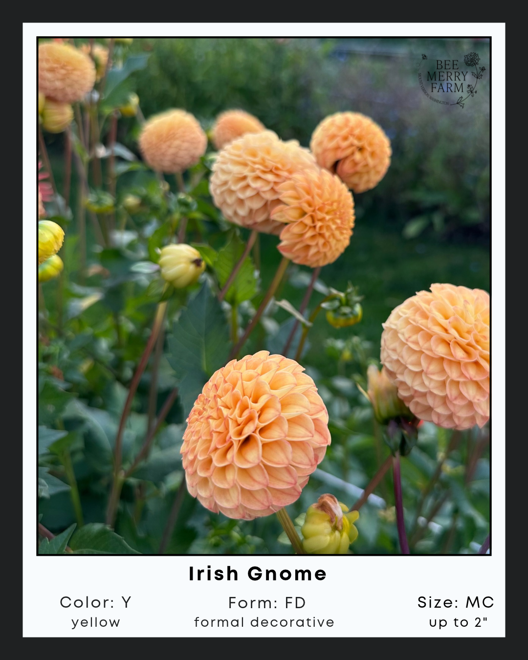 Irish Gnome.png