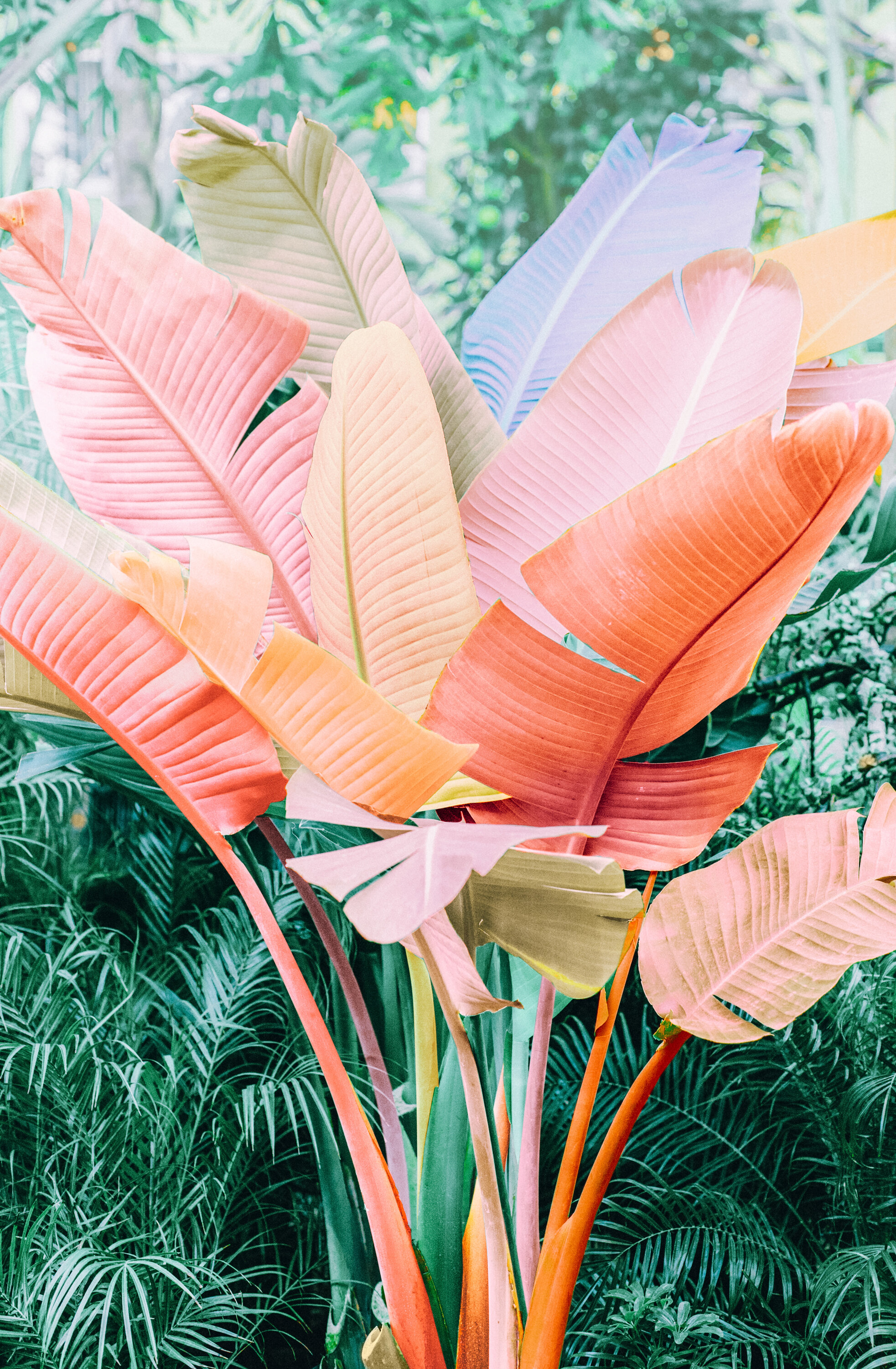 Pink Leaf
