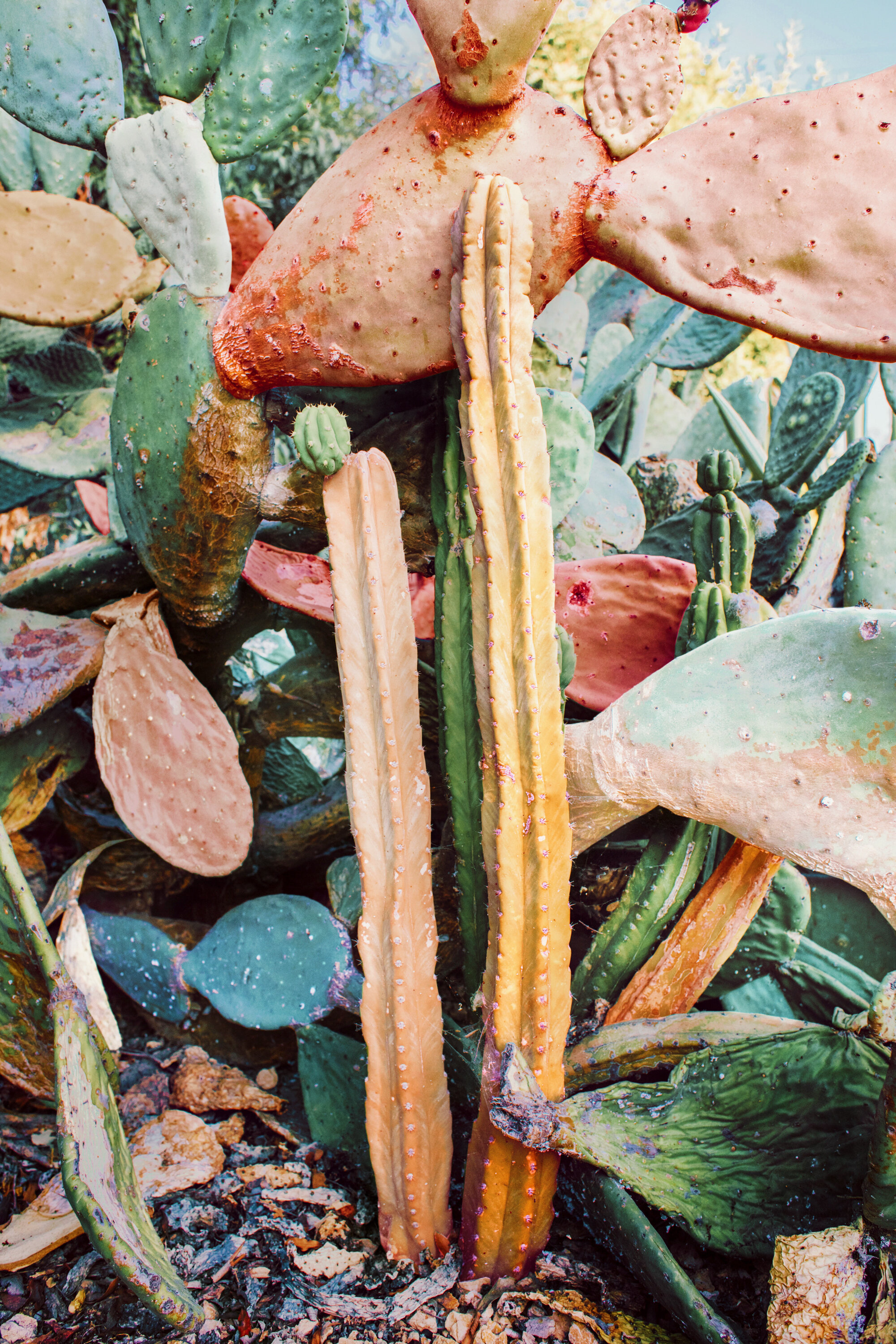 Technicolor Cacti