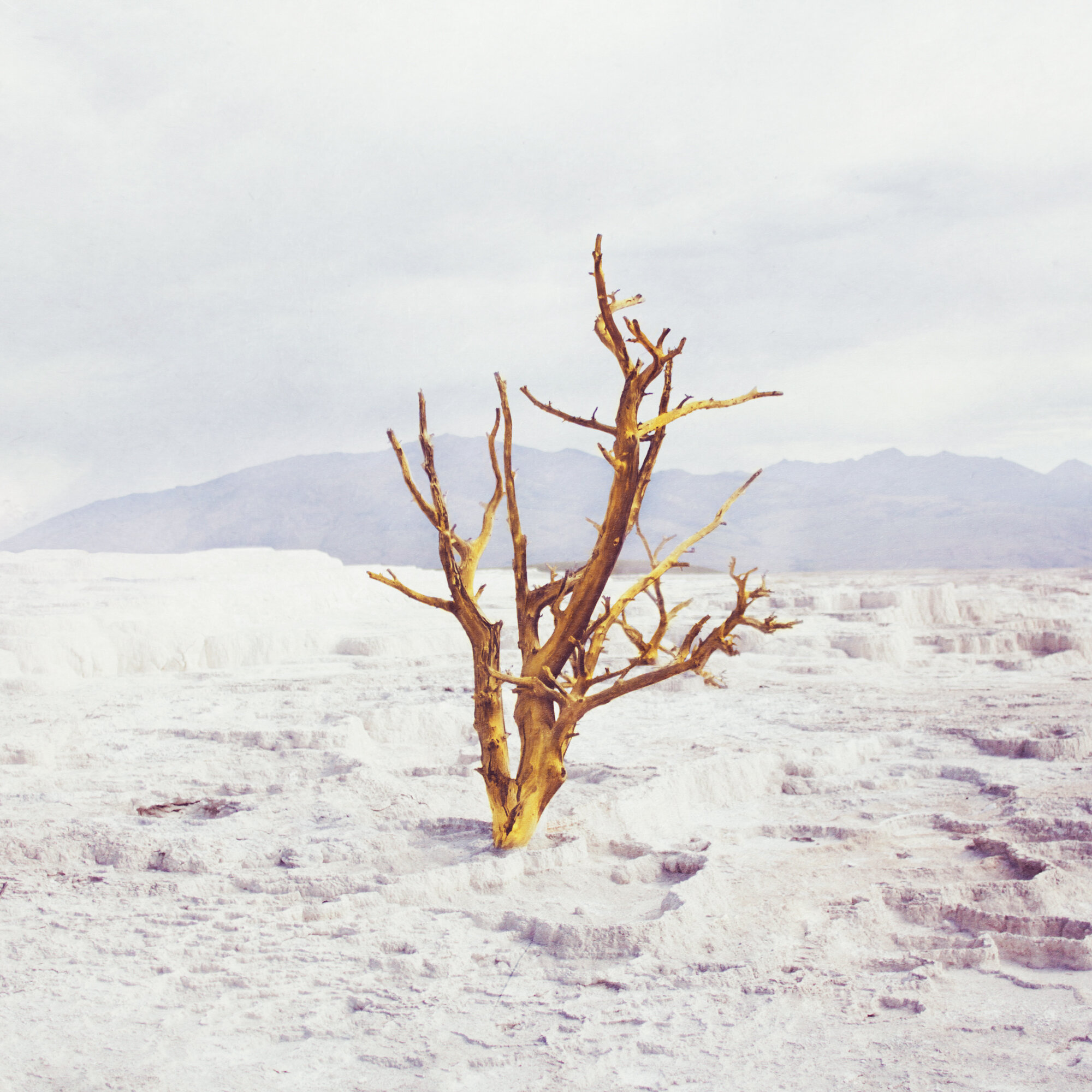 Yellow Field