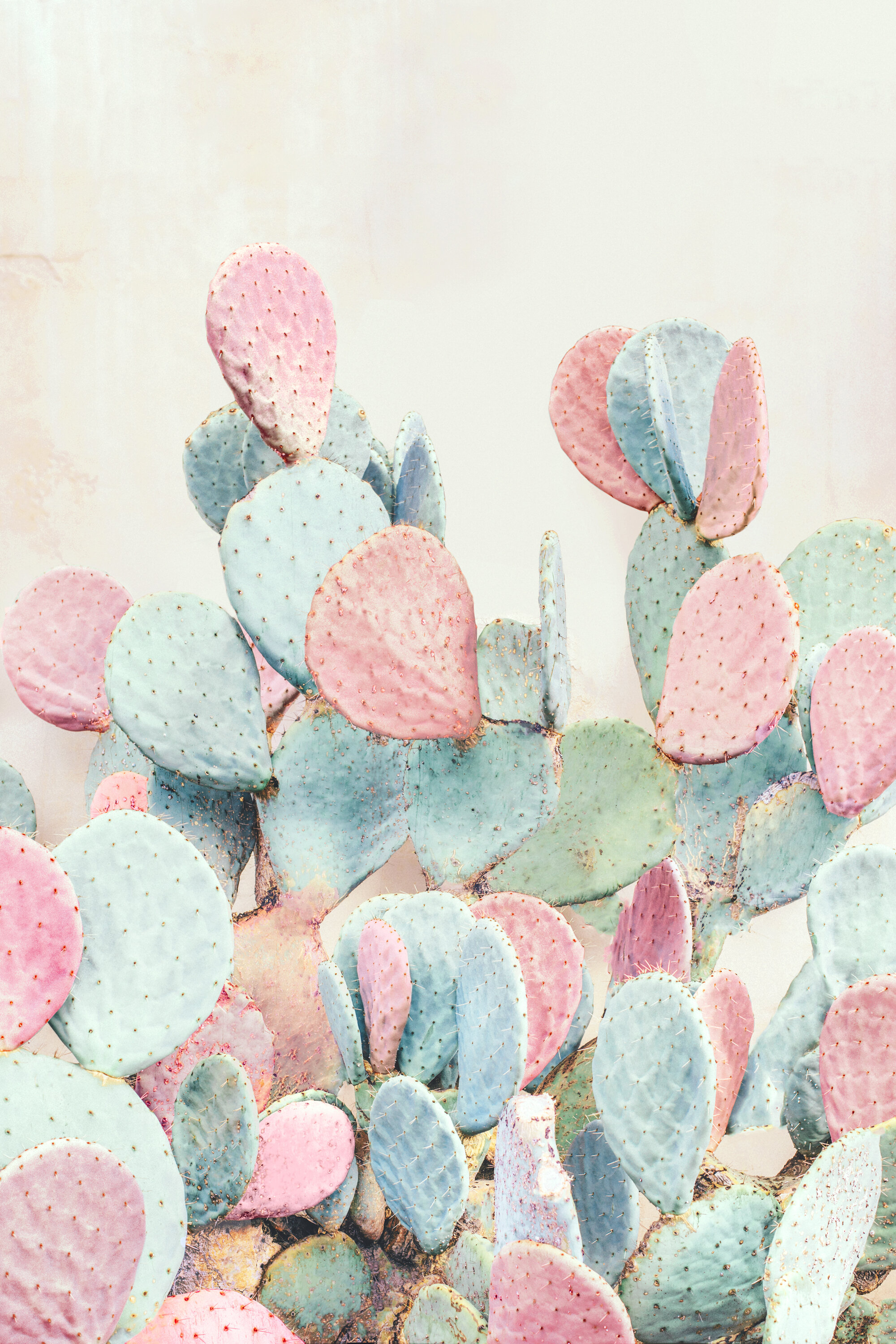 Pink and Blue Cactus
