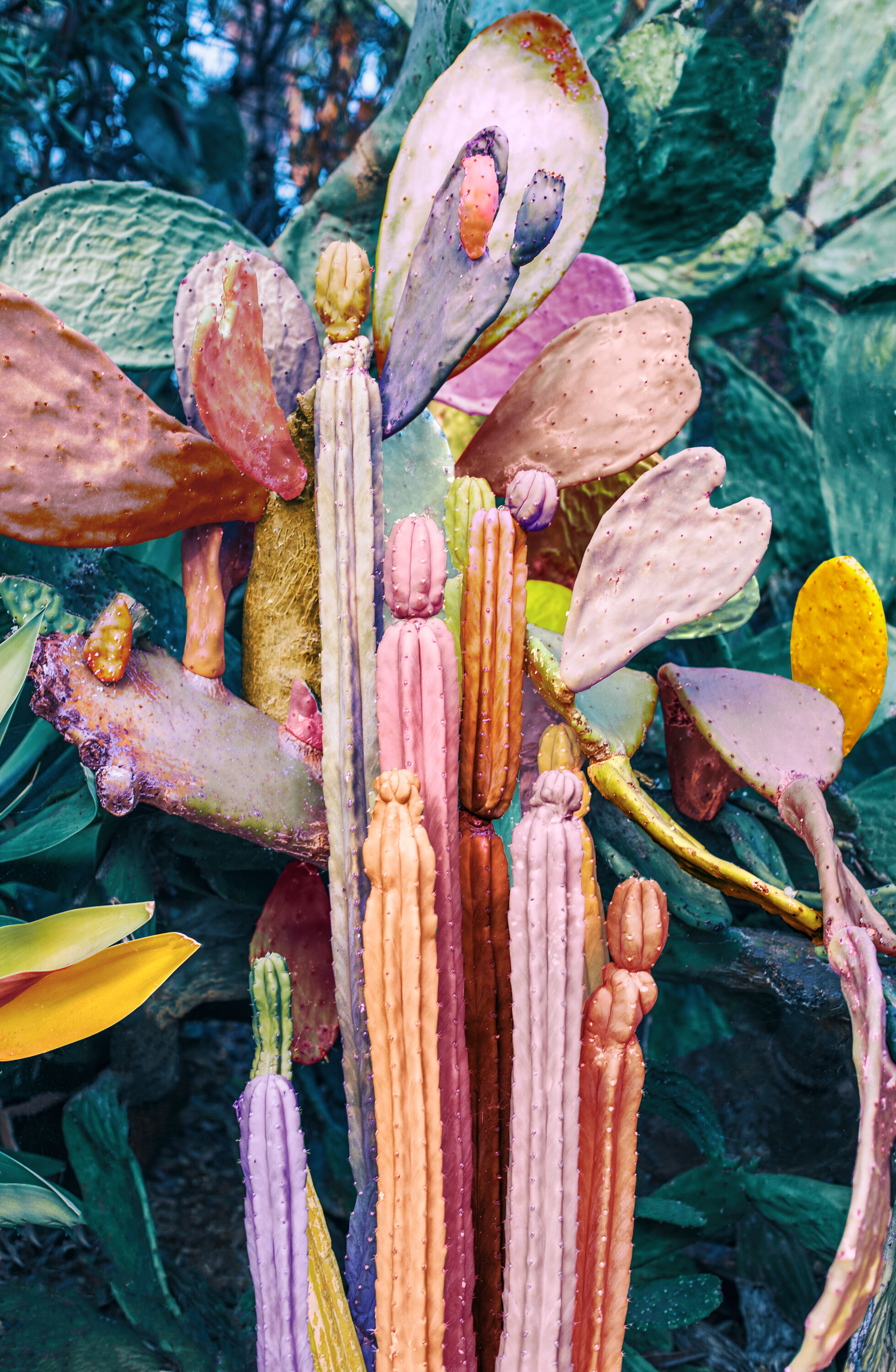 Technicolor Cacti II