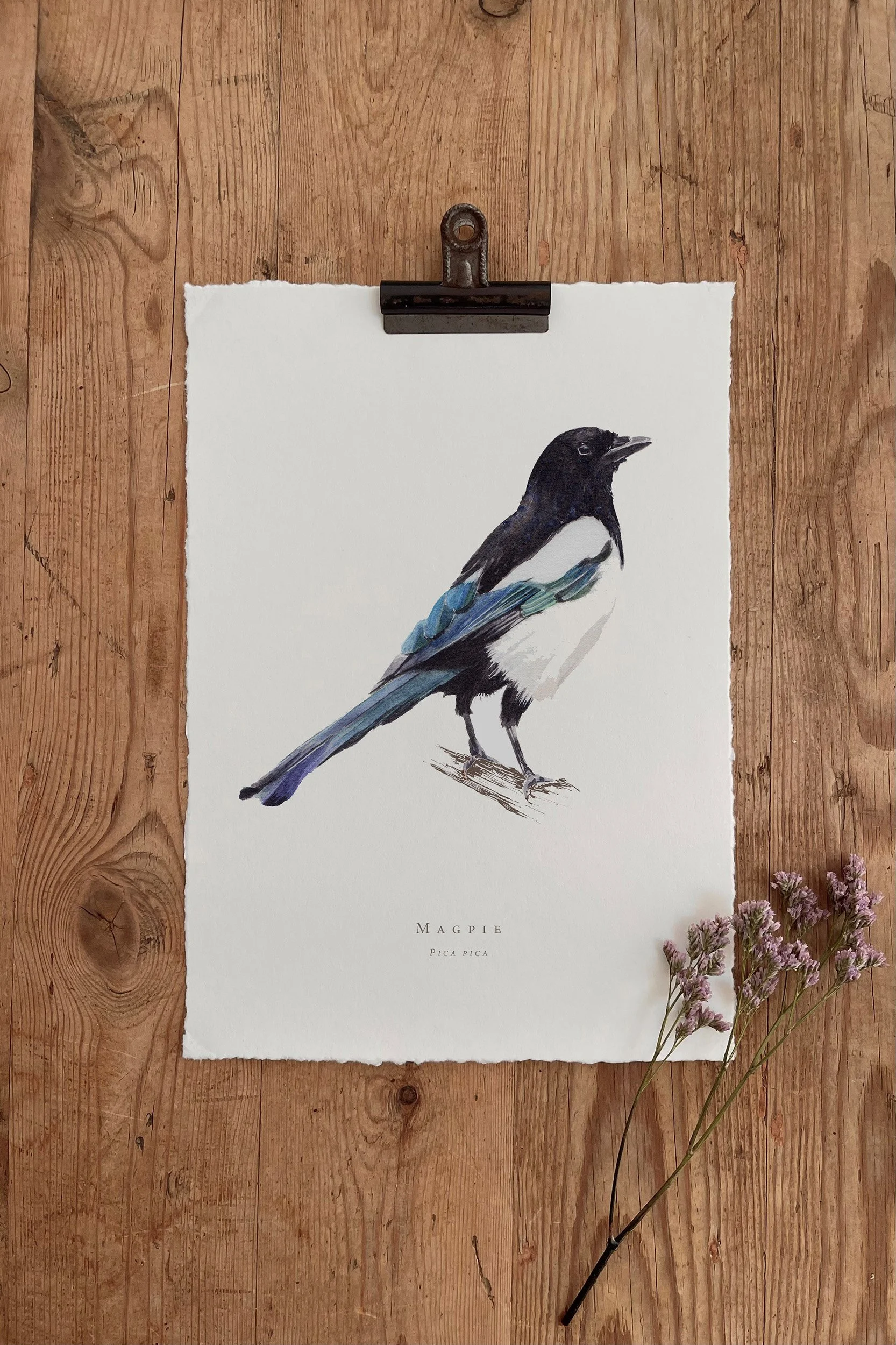 Magpie - British Garden Birds
