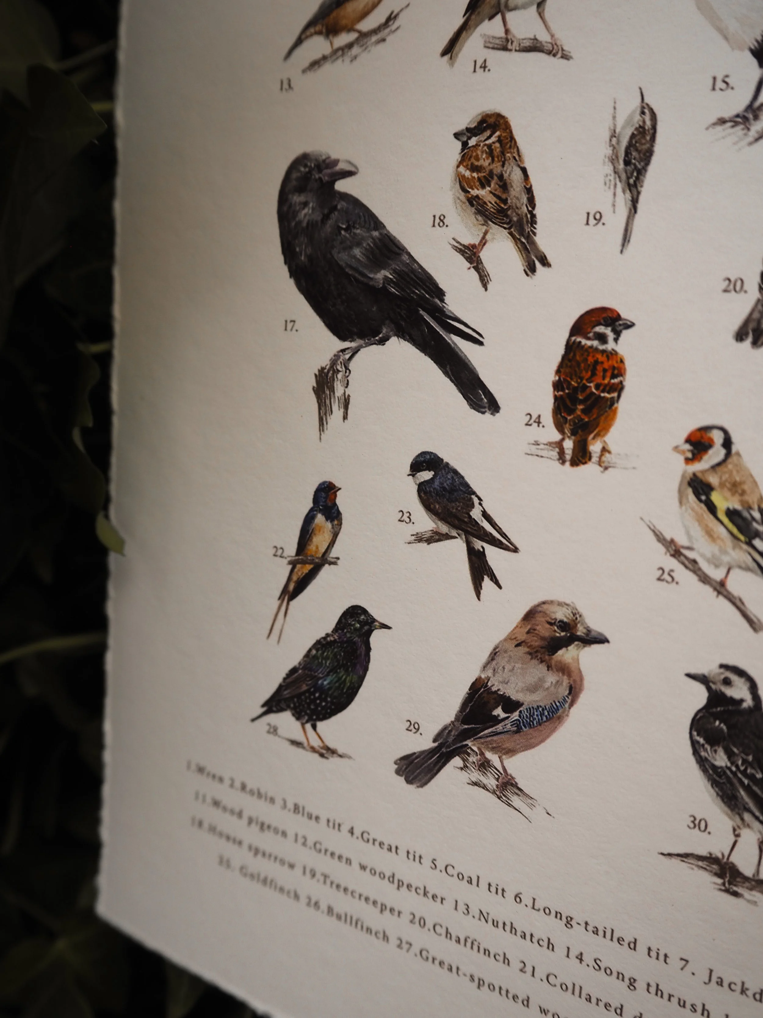 SUMMER 2025 GARDEN BIRD COLLECTION - BROOKE MARIE FINE ART PRINT 2-2.jpg