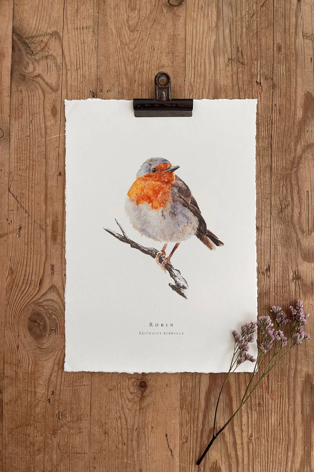 Robin - British Garden Birds