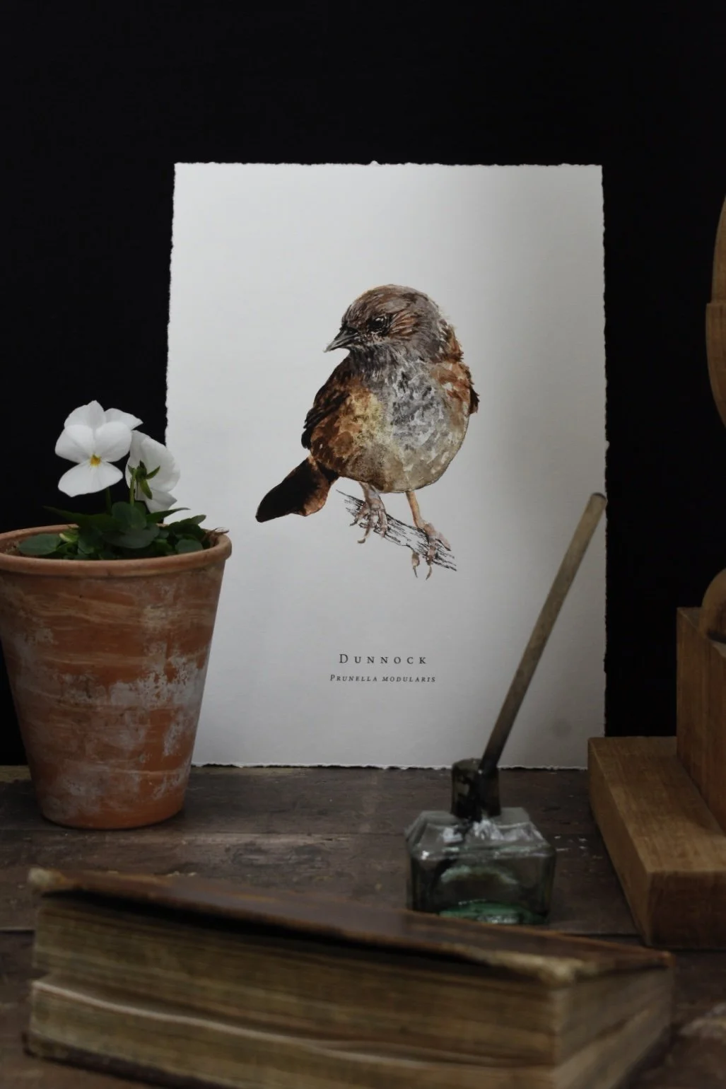 watercolour dunnock illustration fine art print a4.jpg