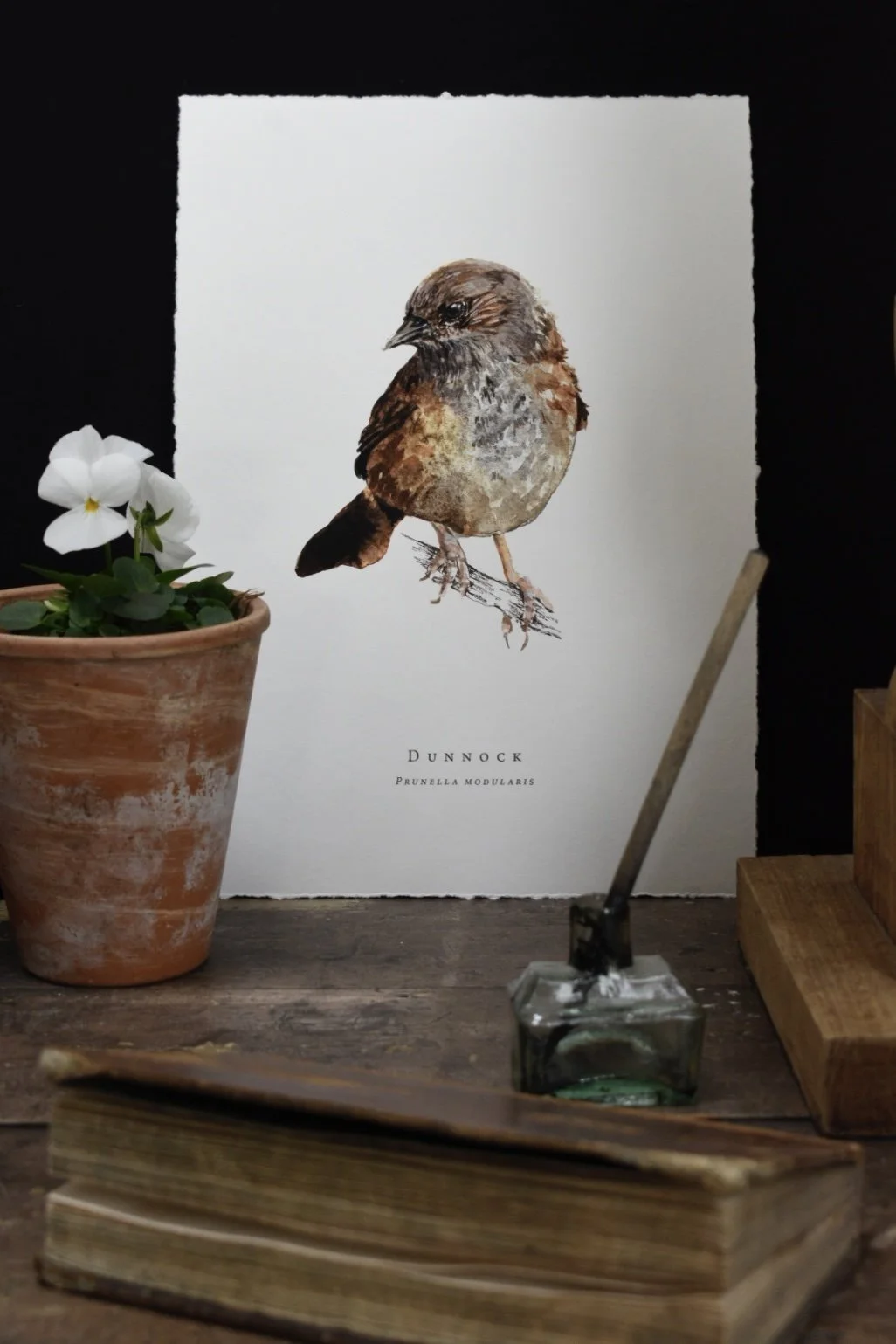 watercolour dunnock illustration fine art print a4 (1).jpg