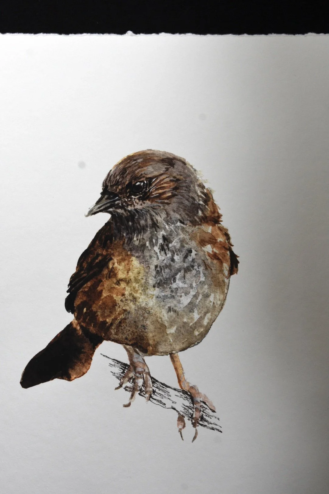 watercolour dunnock illustration fine art print closeup.jpg