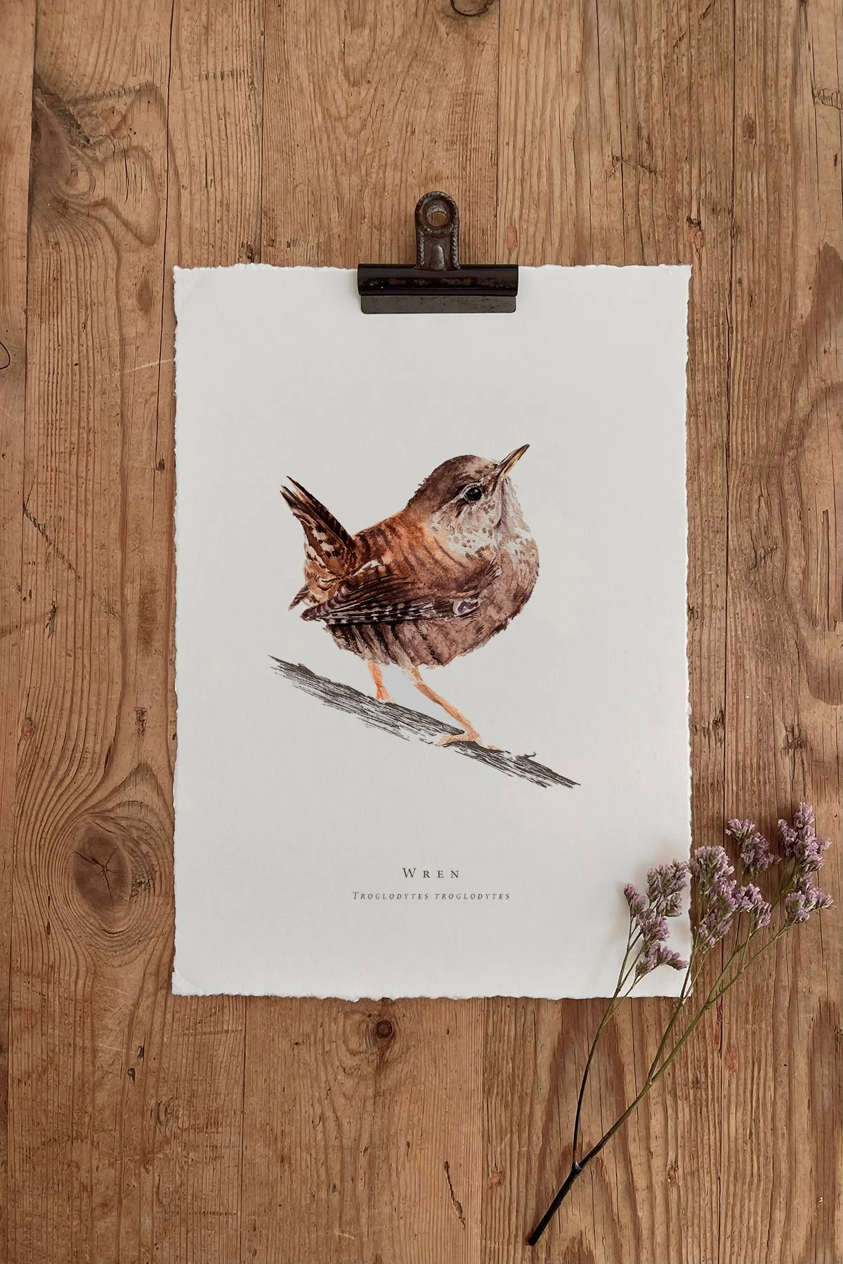 Wren - British Garden Birds
