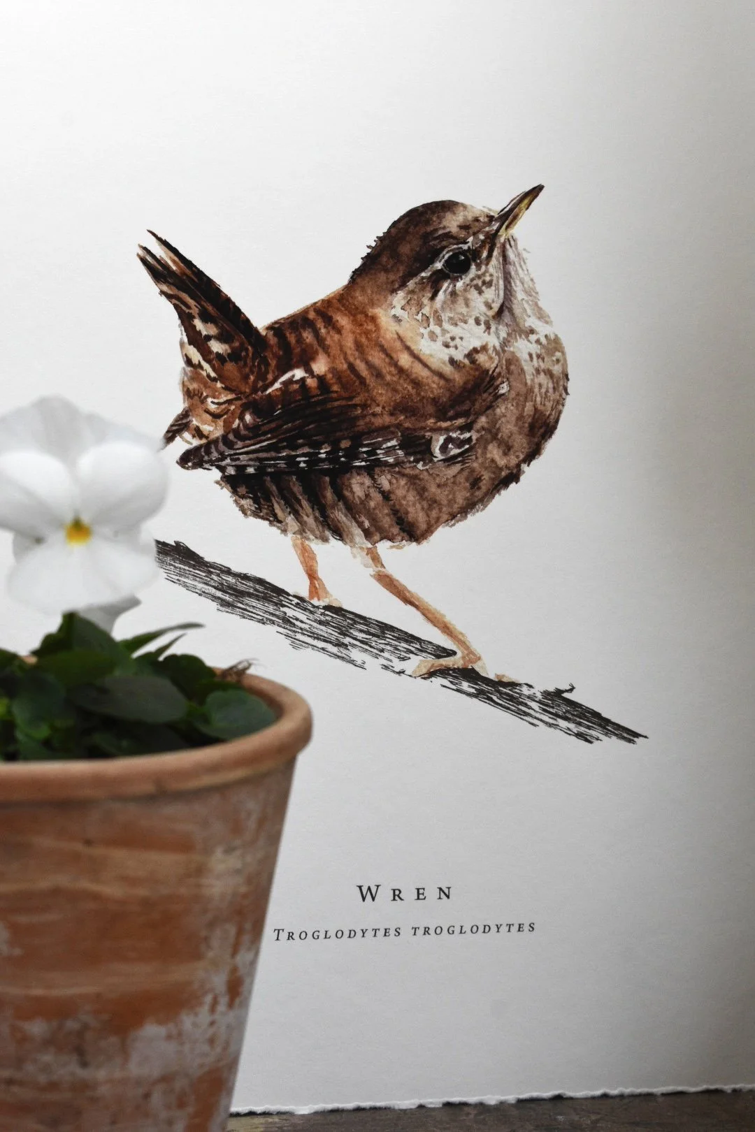 watercolour wren illustration fine art print a4.jpg