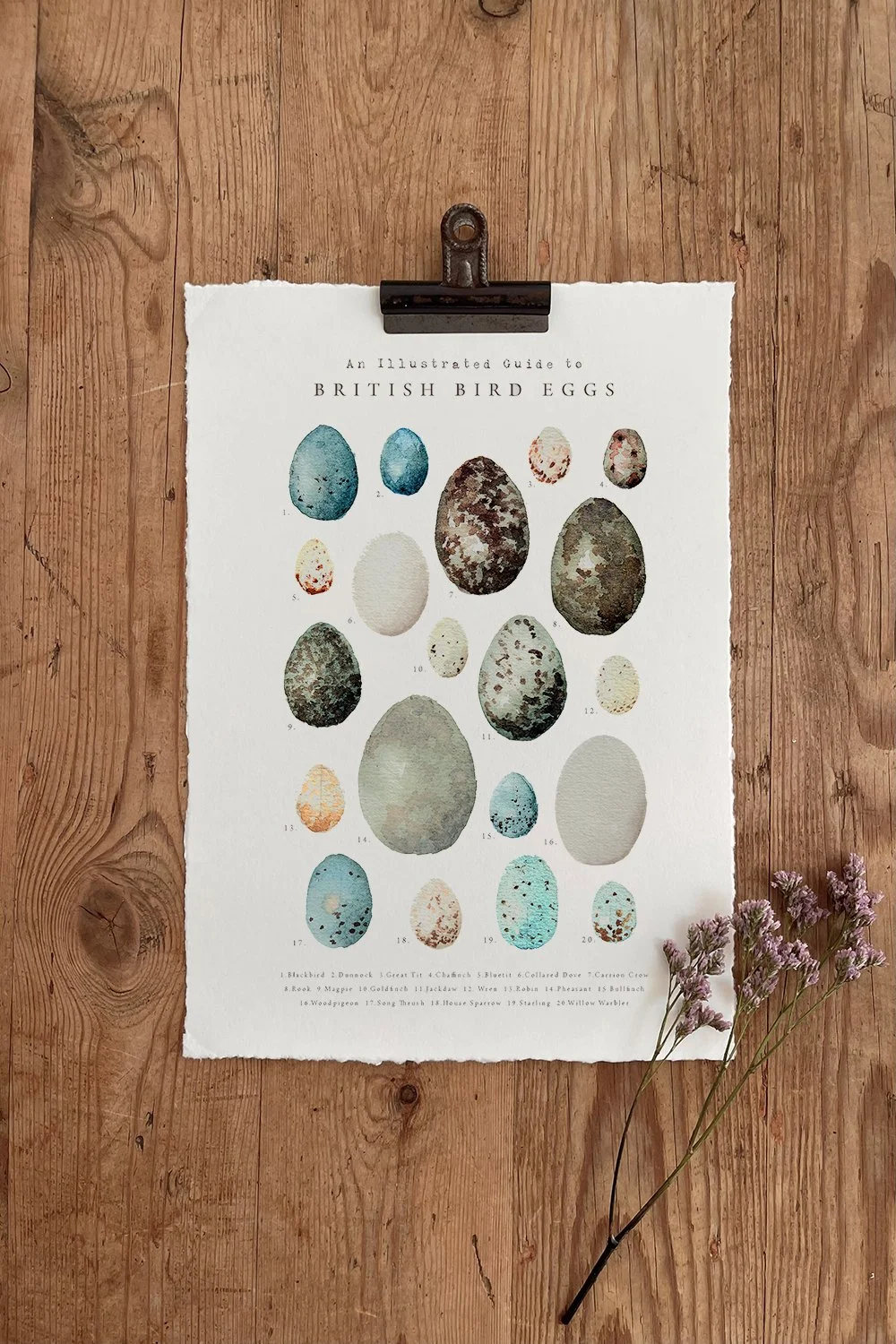 An Illustrated Guide - British Bird Eggs