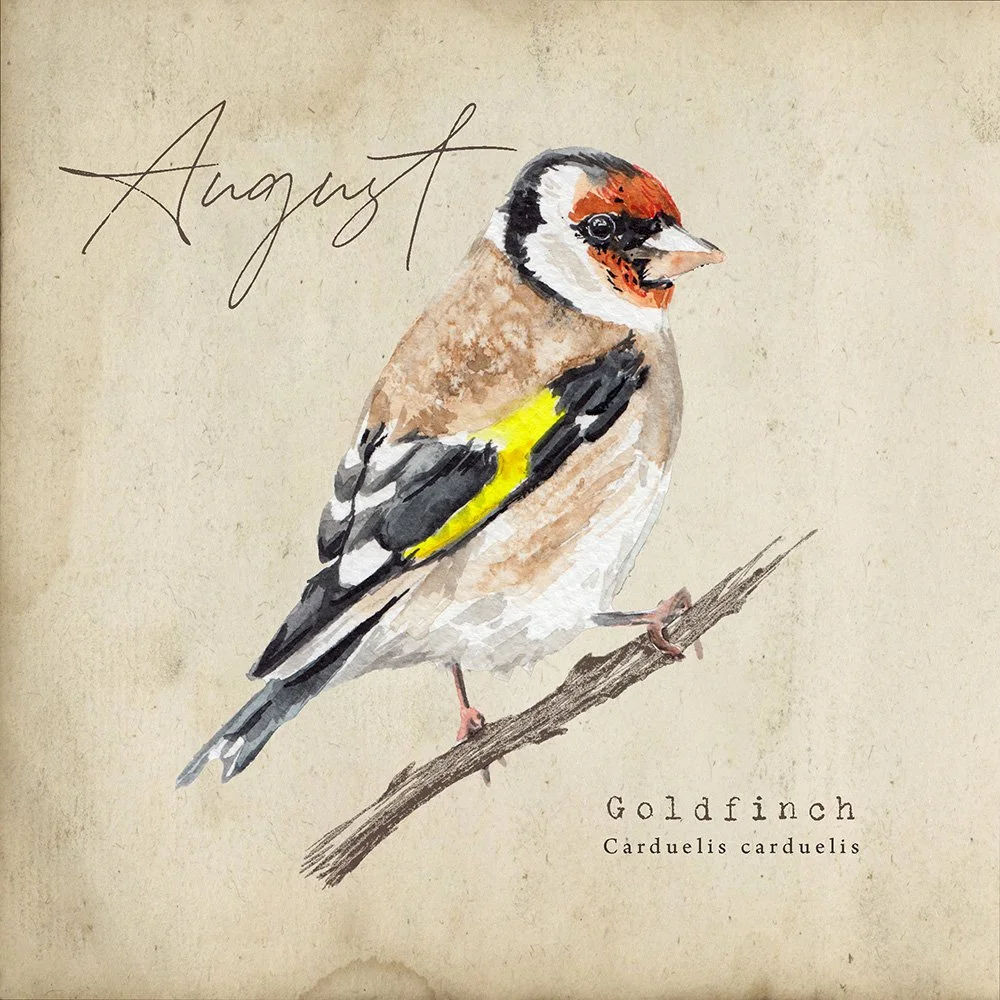 Hello August!

If you're turning your calendar over today you'll be finding the Goldfinch, and speaking of calendars, the 2026 Calendars are incoming, If I'm honest I'm sick of staring at them, the hours it's taken, so much checking and re-checking a