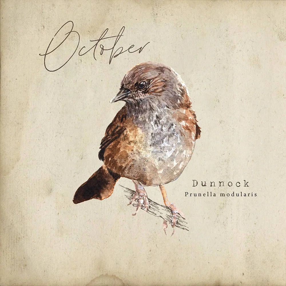 O C T O B E R  2 0 2 5
Happy 1st October Lovely Folks
If you're turning your calendar over today you'll find the Dunnock sitting there.
I'm really quite enjoying learning the dialect names for the birdies, it's so much more fun to call this little a 