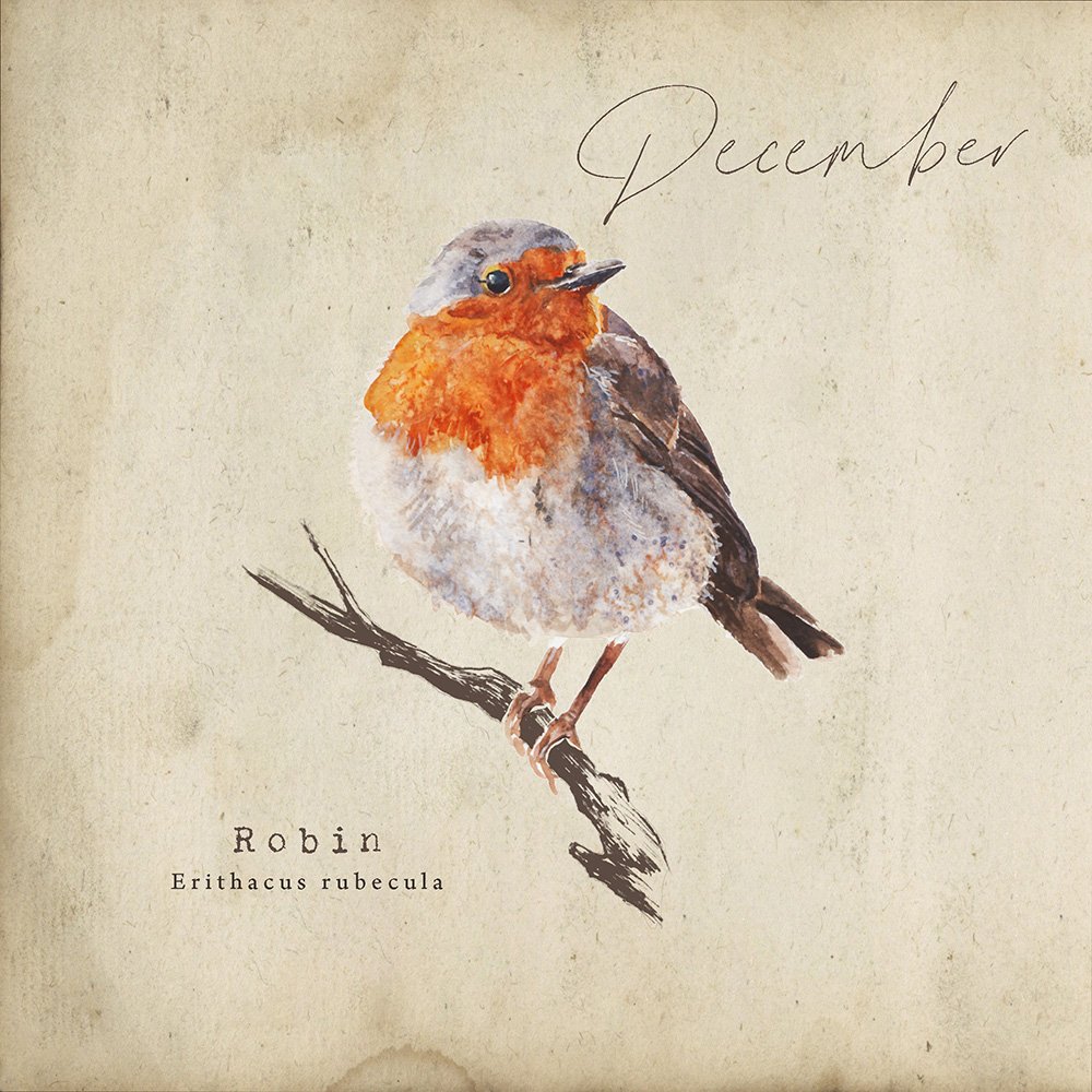 D E C E M B E R  2 0 2 5
Happy 1st December Lovely Folks
If you're turning your calendar over today you'll find the Robin sitting there.
Following on from last month with the old dialect names for birds...
Here's a few for a Robin, which one is your 