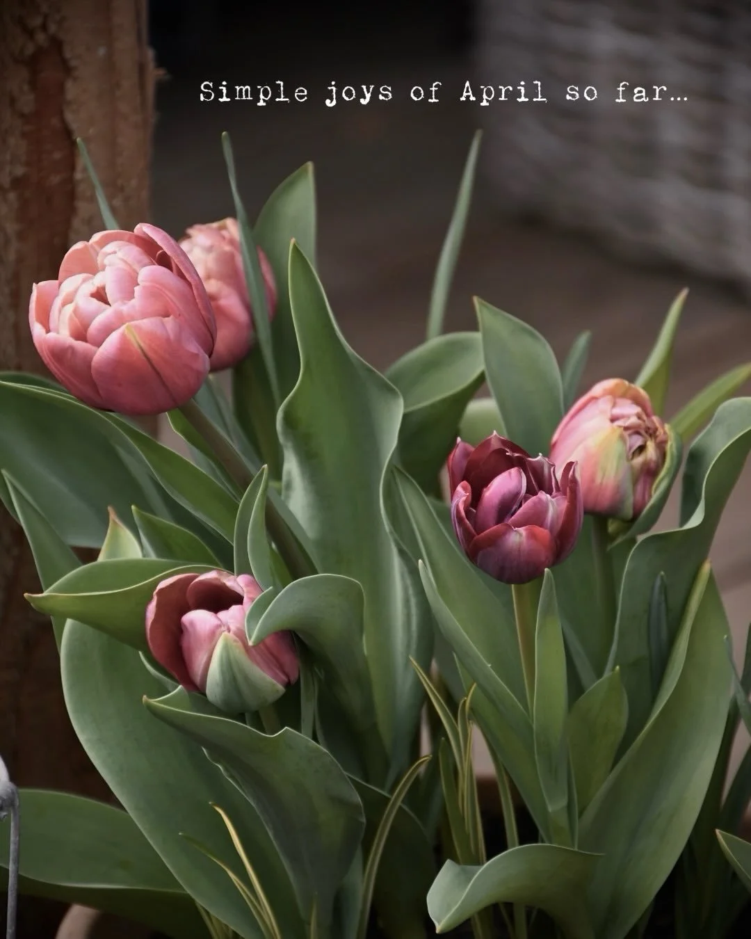 April has been so much fun and my camera has filled the inspiration bank for more paintings. Deffo need the chicks immortalised on paper ready for next years Easter cards don&rsquo;t you think? Might also include the garden bast****, I might also not