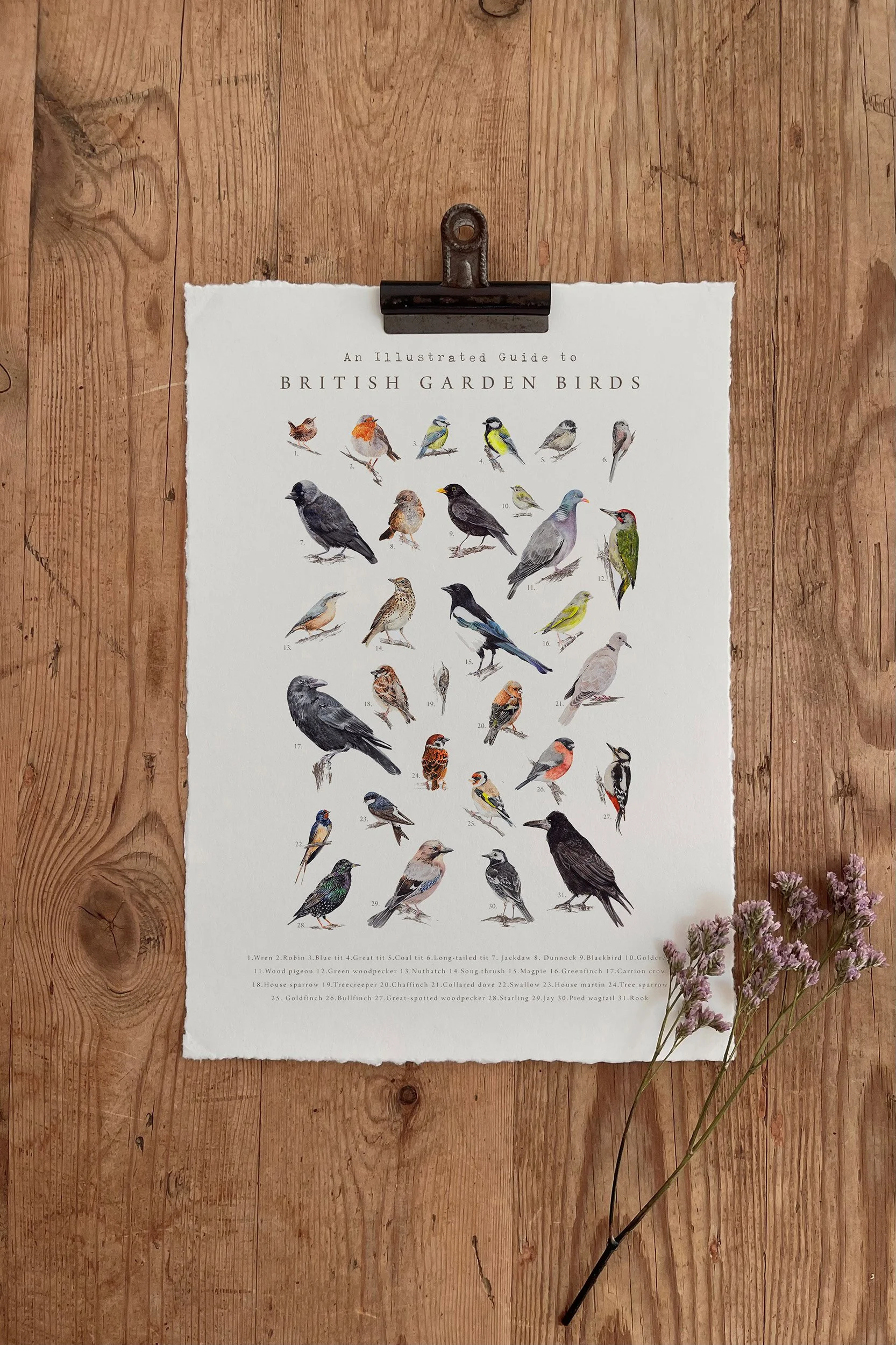 An illustrated guide to BRITISH GARDEN BIRDS.jpg