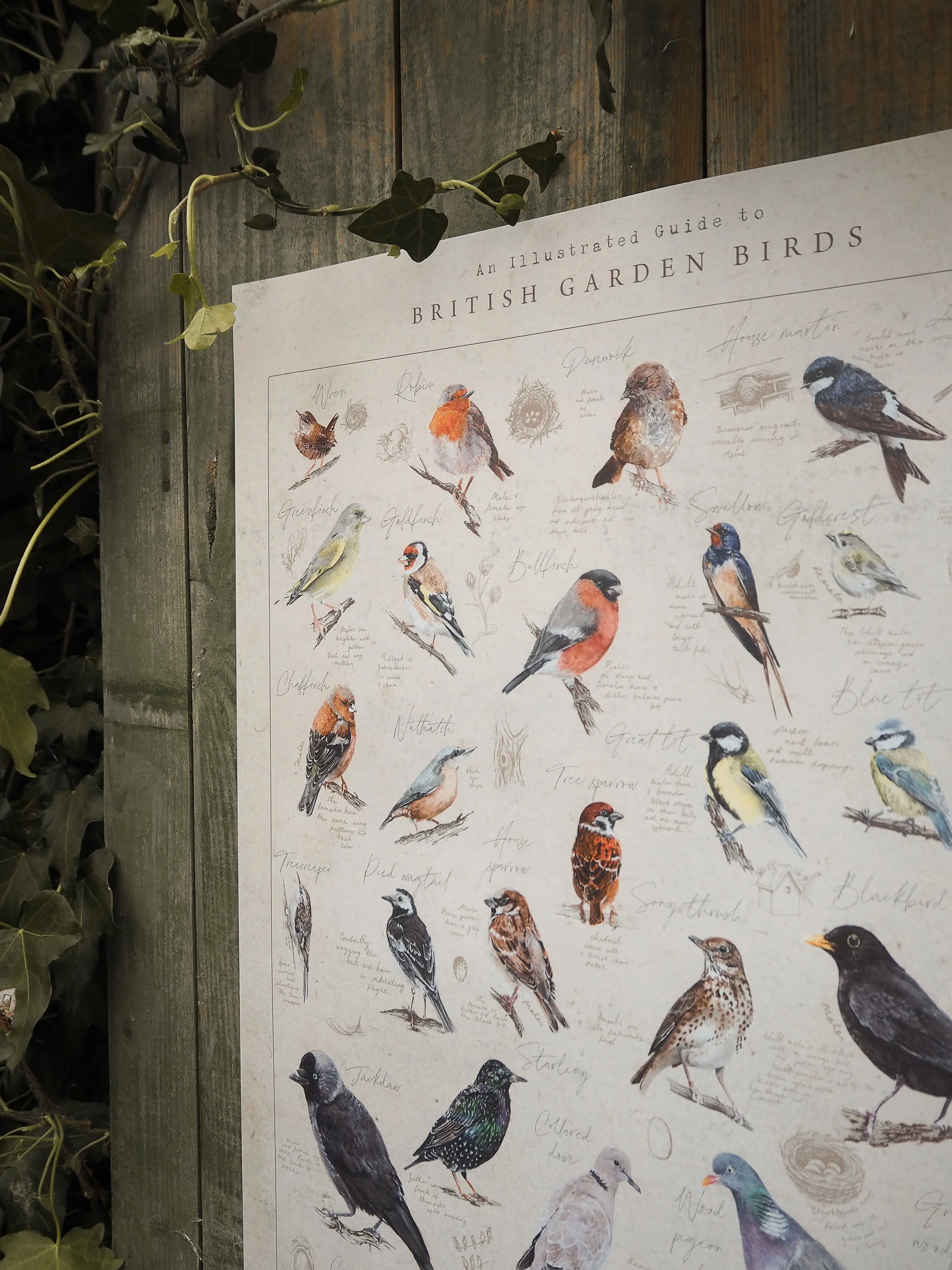 SUMMER 2025 GARDEN BIRD COLLECTION - BROOKE MARIE POSTER-6.jpg