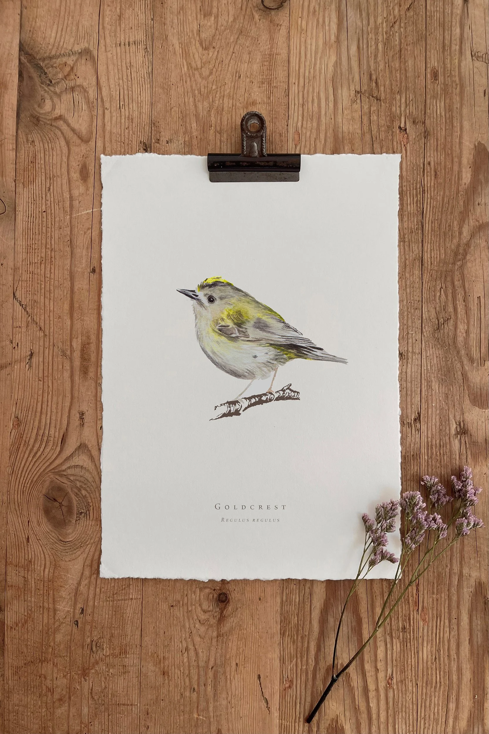 Goldcrest - British Garden Birds