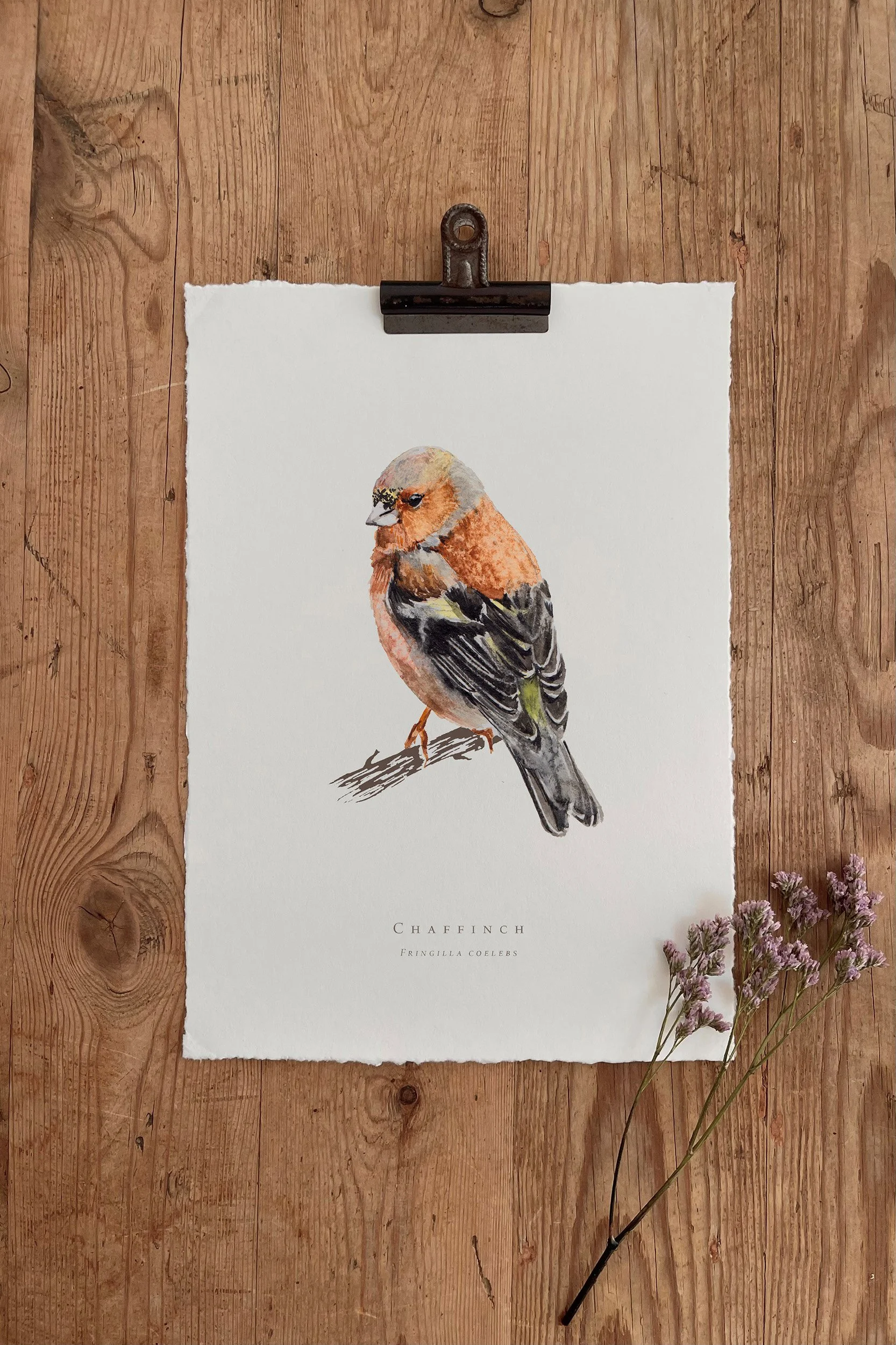 Chaffinch - British Garden Birds