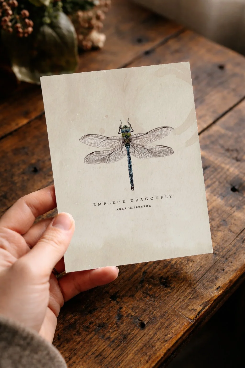 Recycled Straw Emperor Dragonfly Card