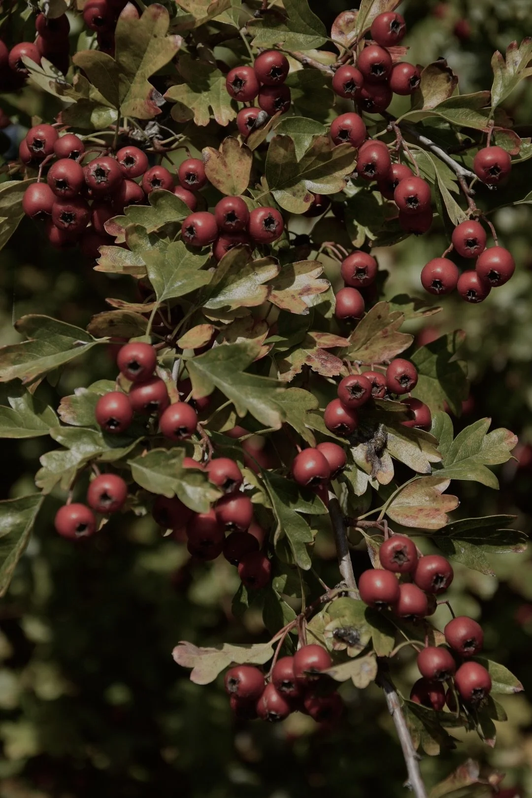 September 2025 - A Seasonal Diary