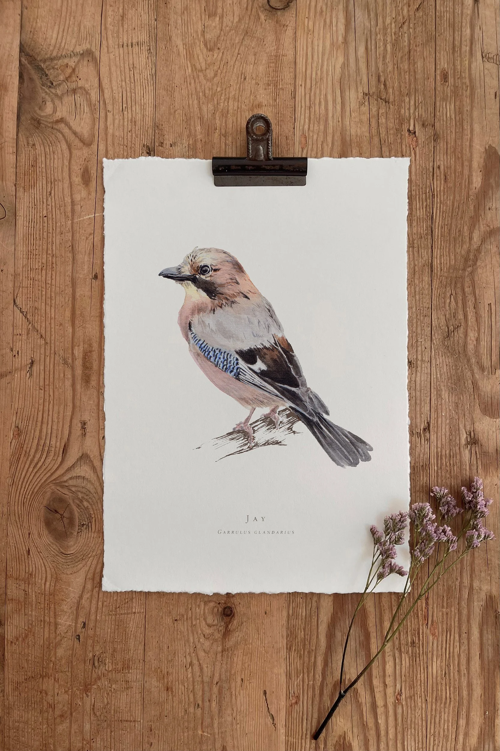 Jay - British Garden Birds