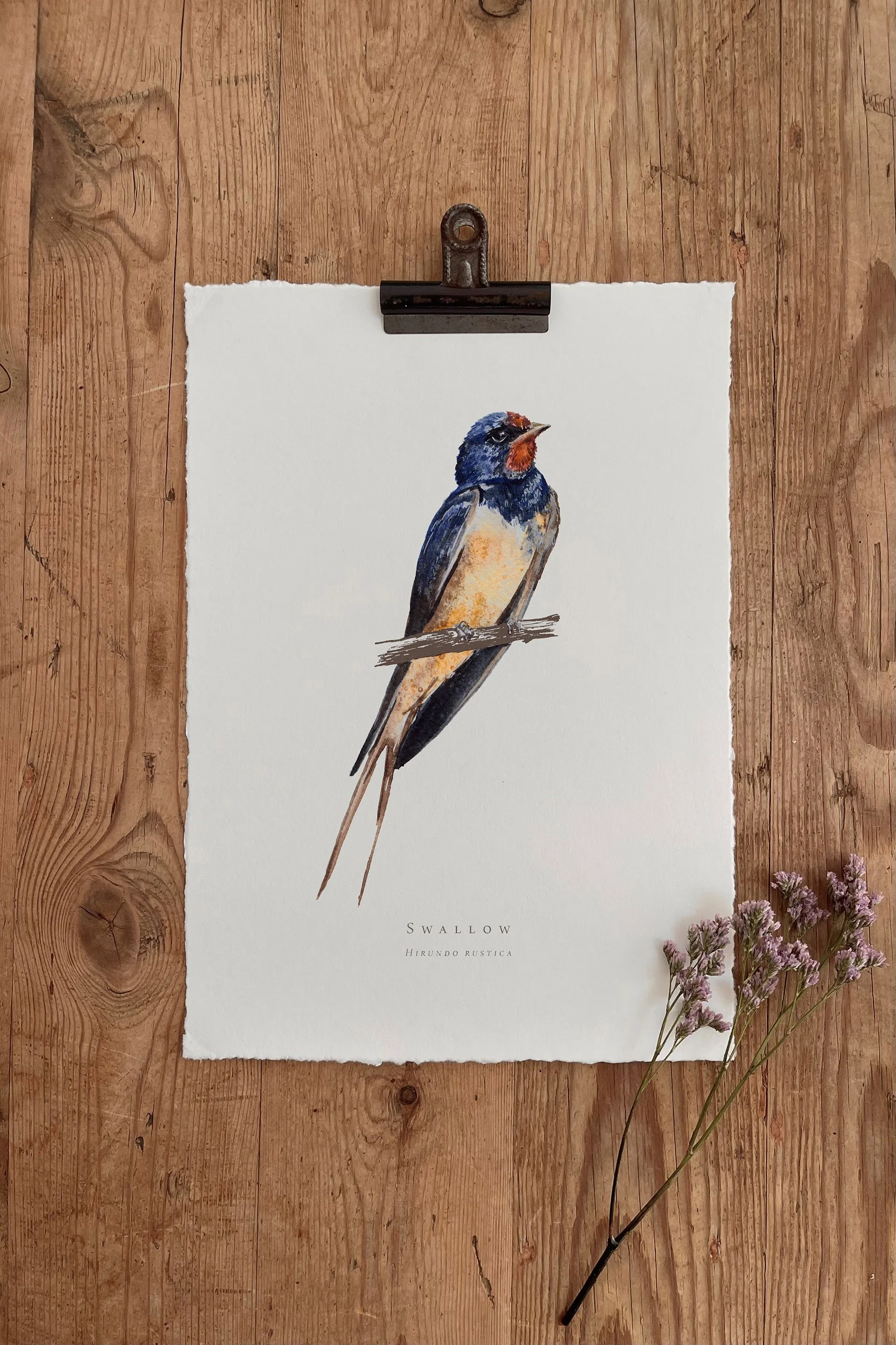 Swallow - British Garden Birds