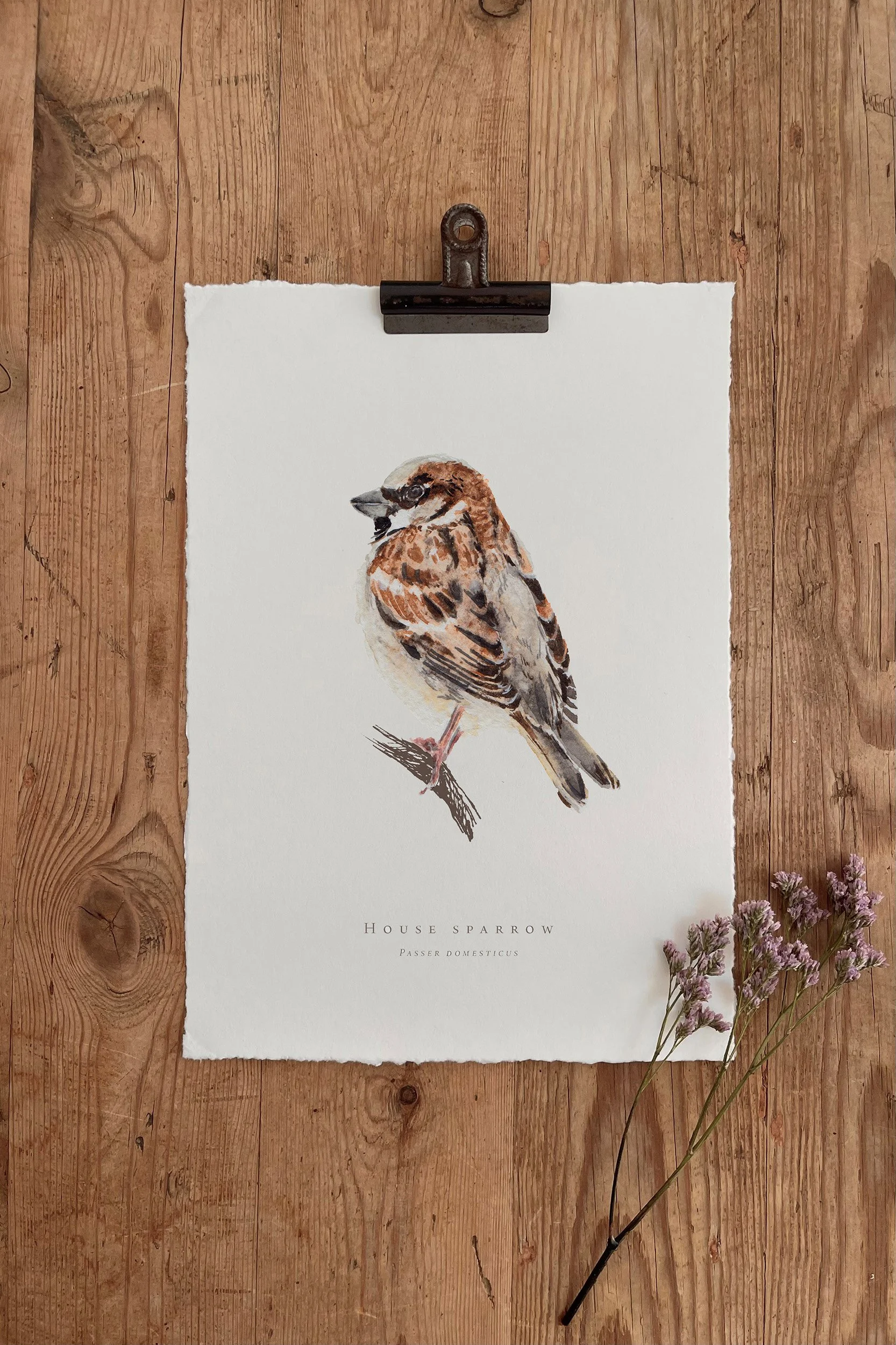 HOUSE SPARROW.jpg